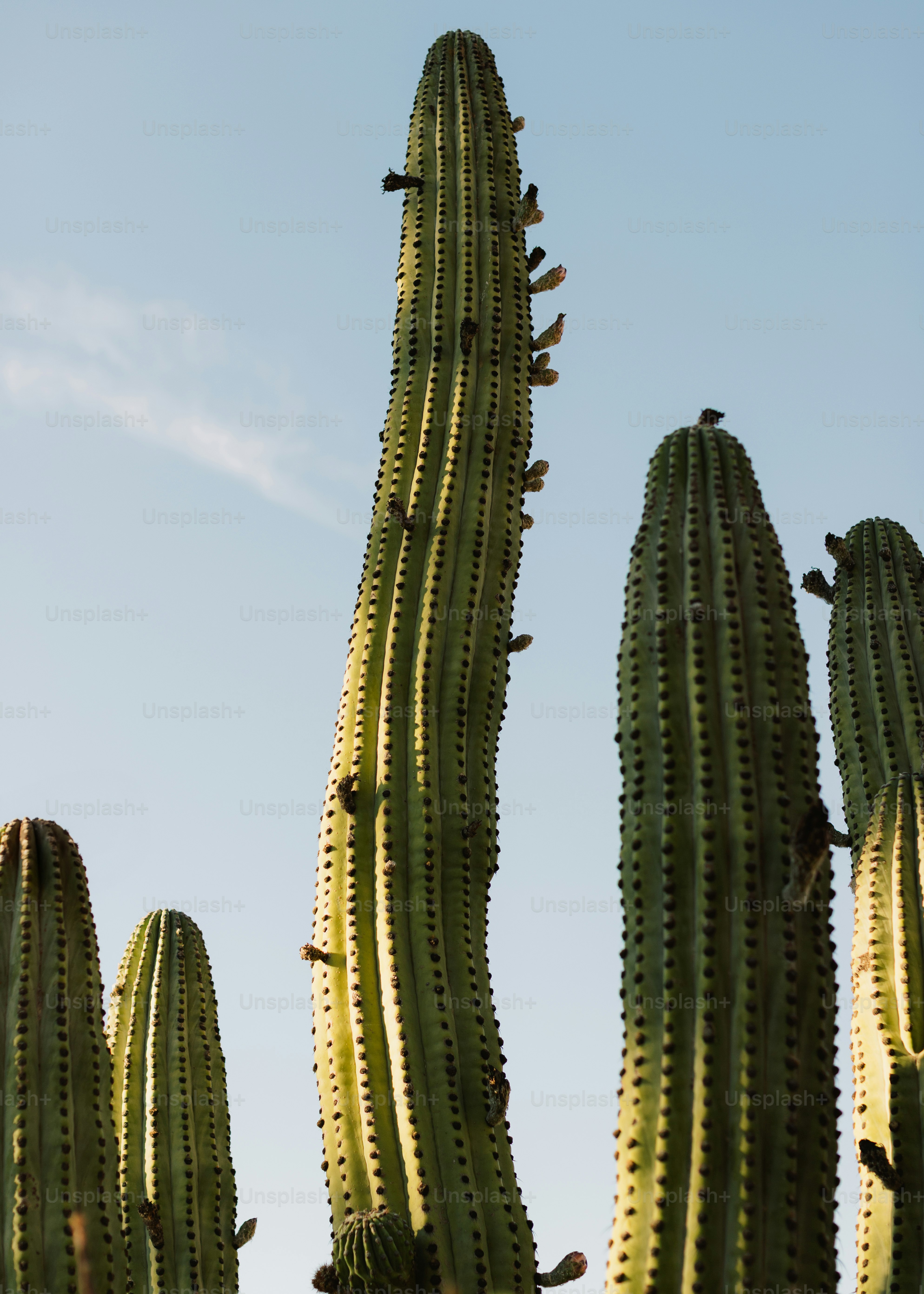 Tall saguaro cacti reaching towards a clear blue sky