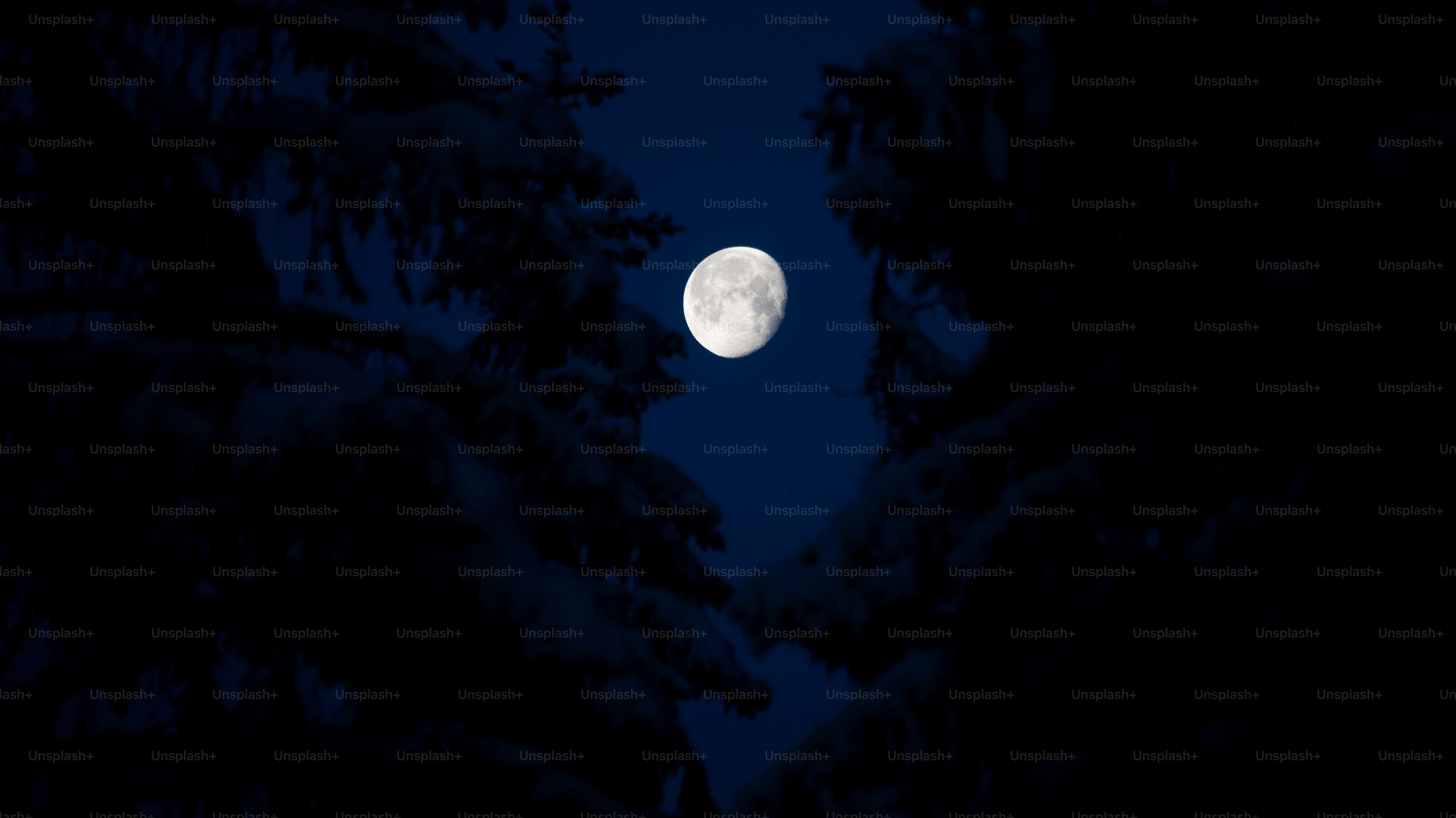 Full moon visible through dark pine trees at night