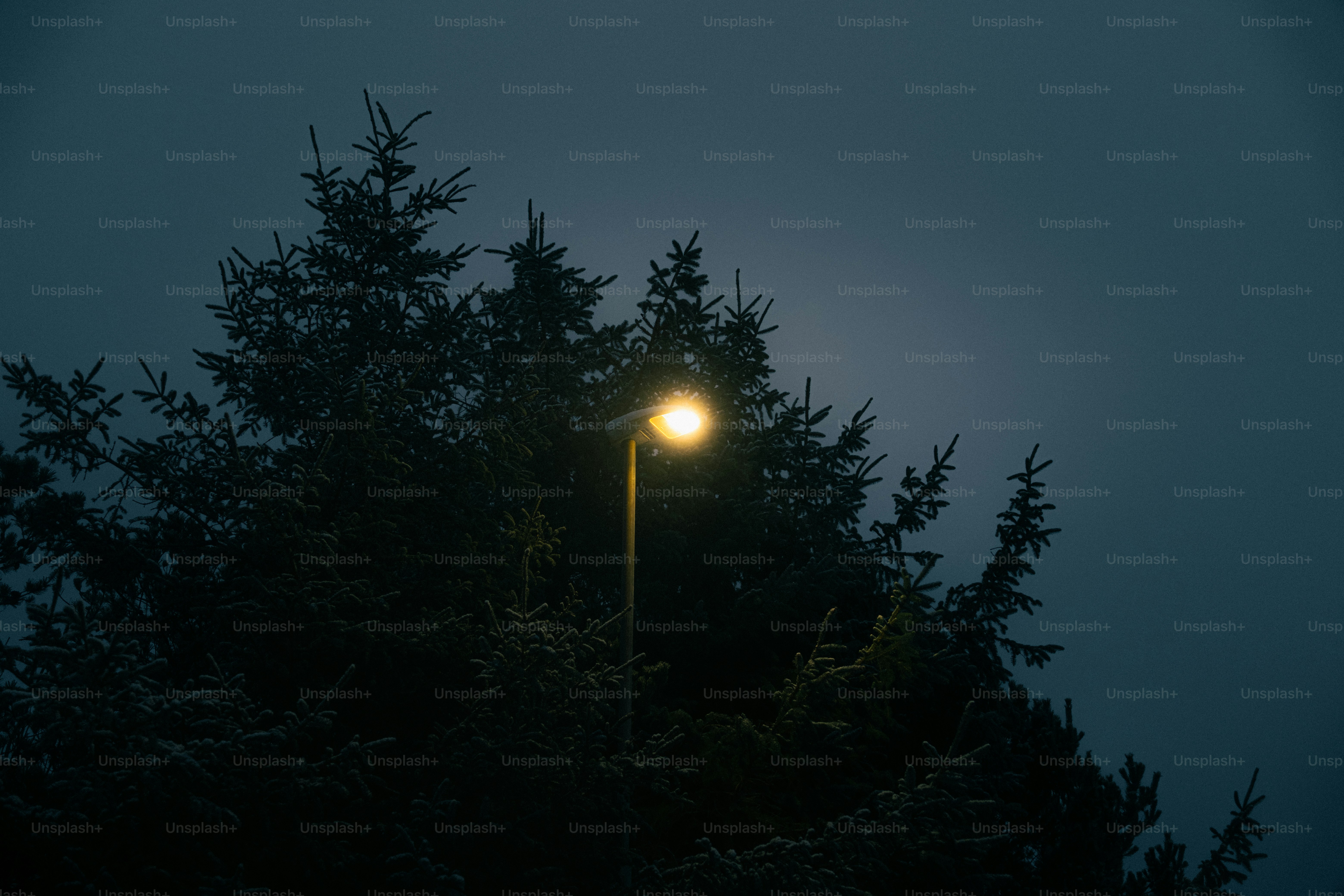Streetlight illuminates dark pine trees at dusk