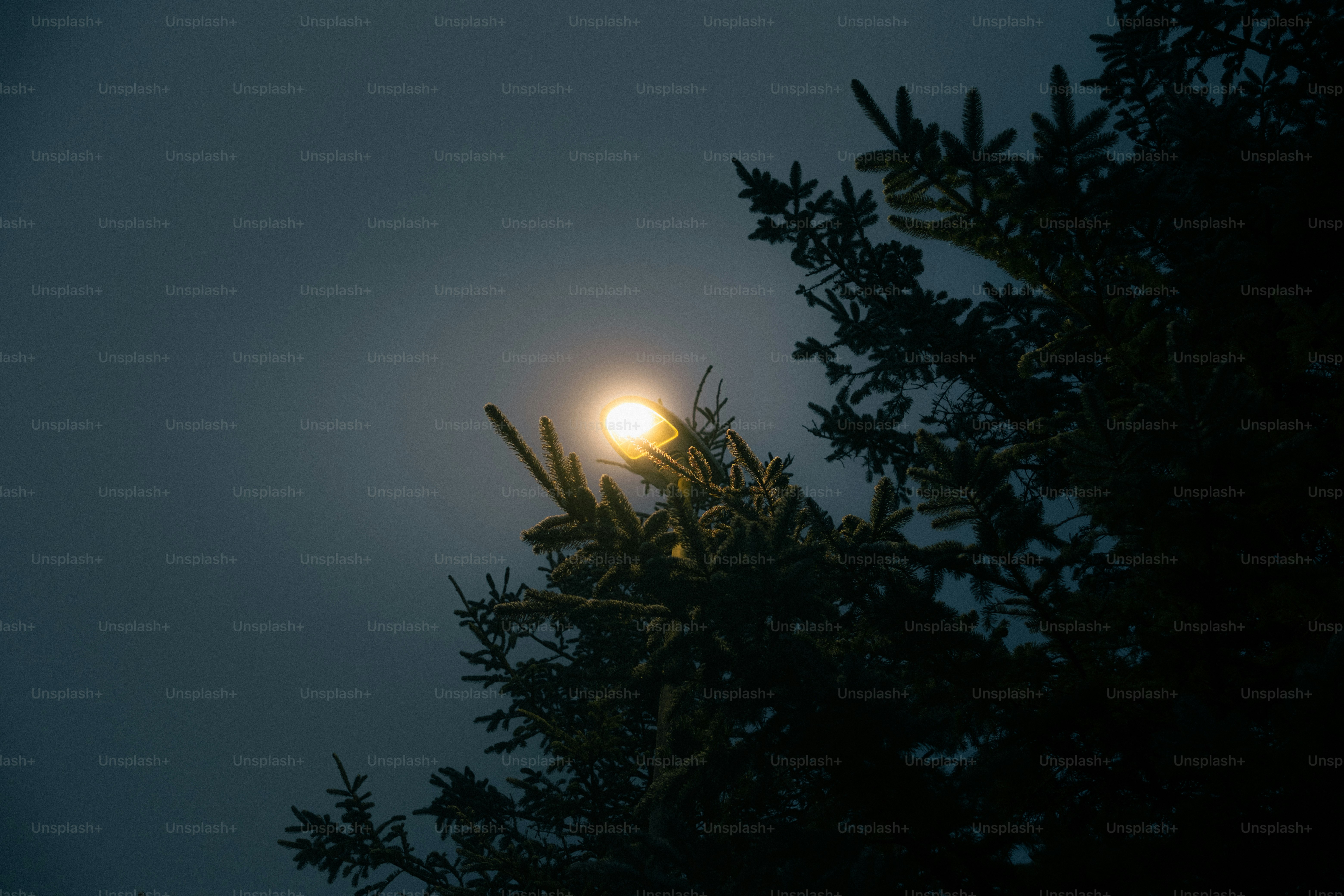 Moonlight shining through pine tree branches at night