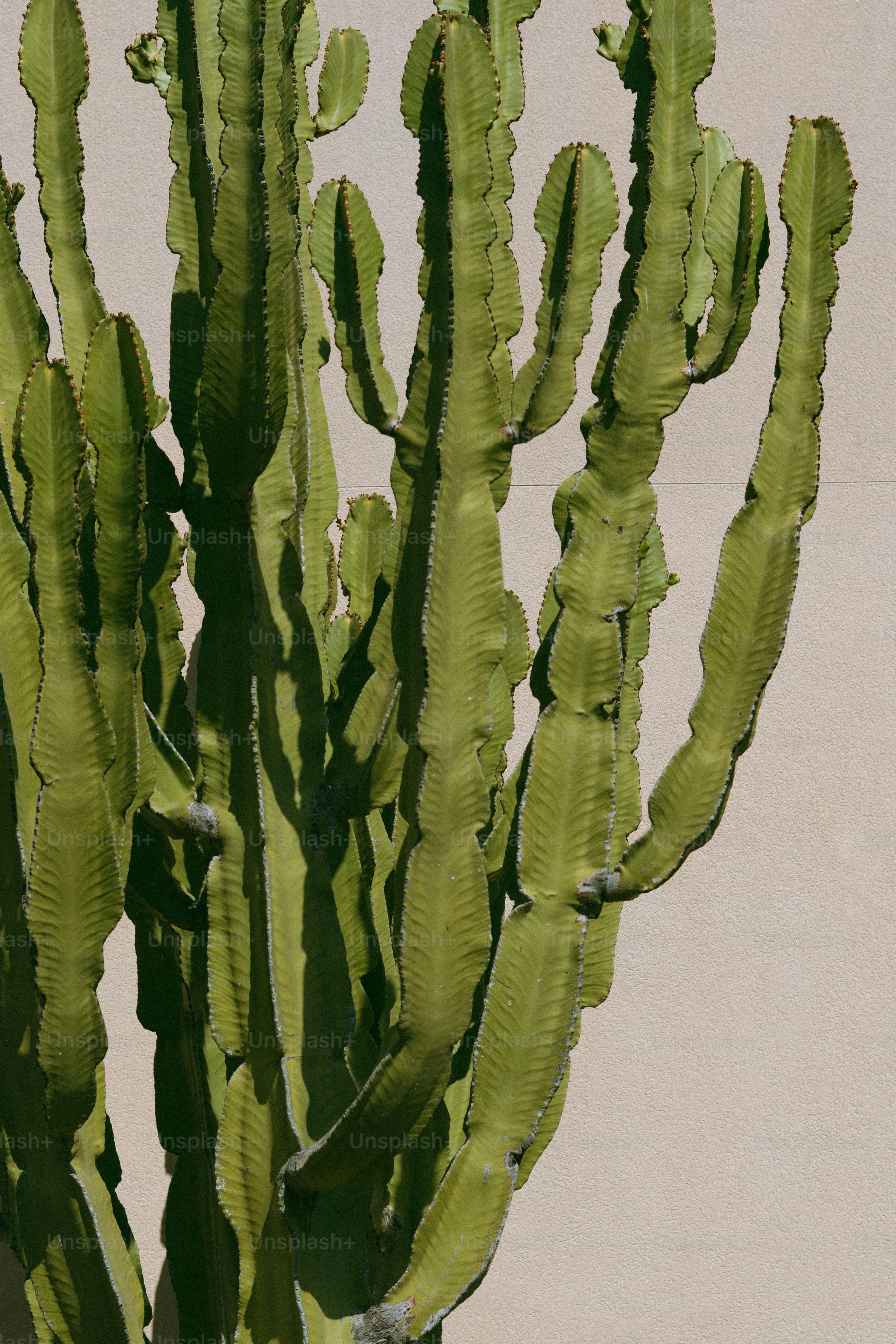 Tall green cactus with ribbed stems against wall