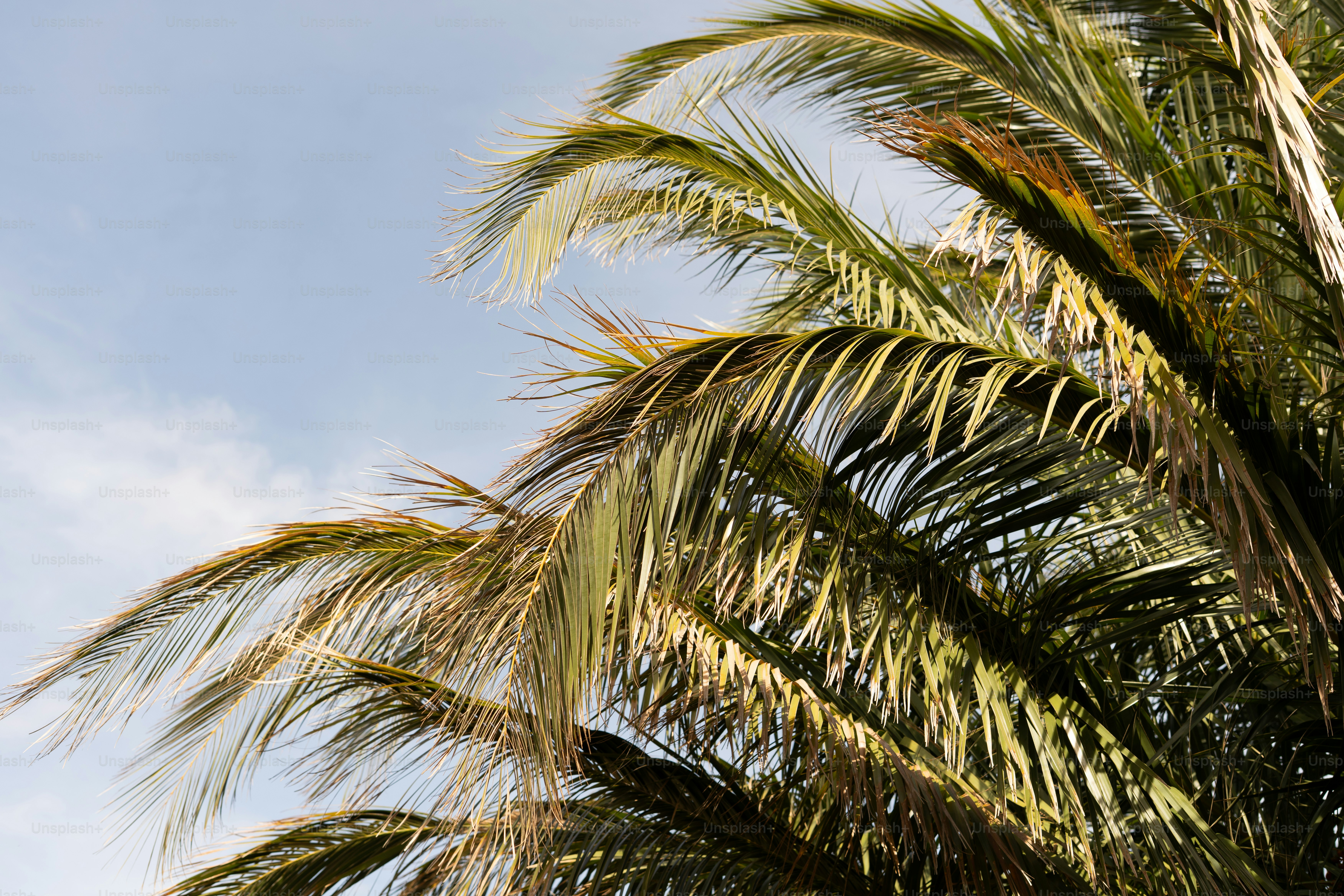 Palm fronds against a cloudy blue sky