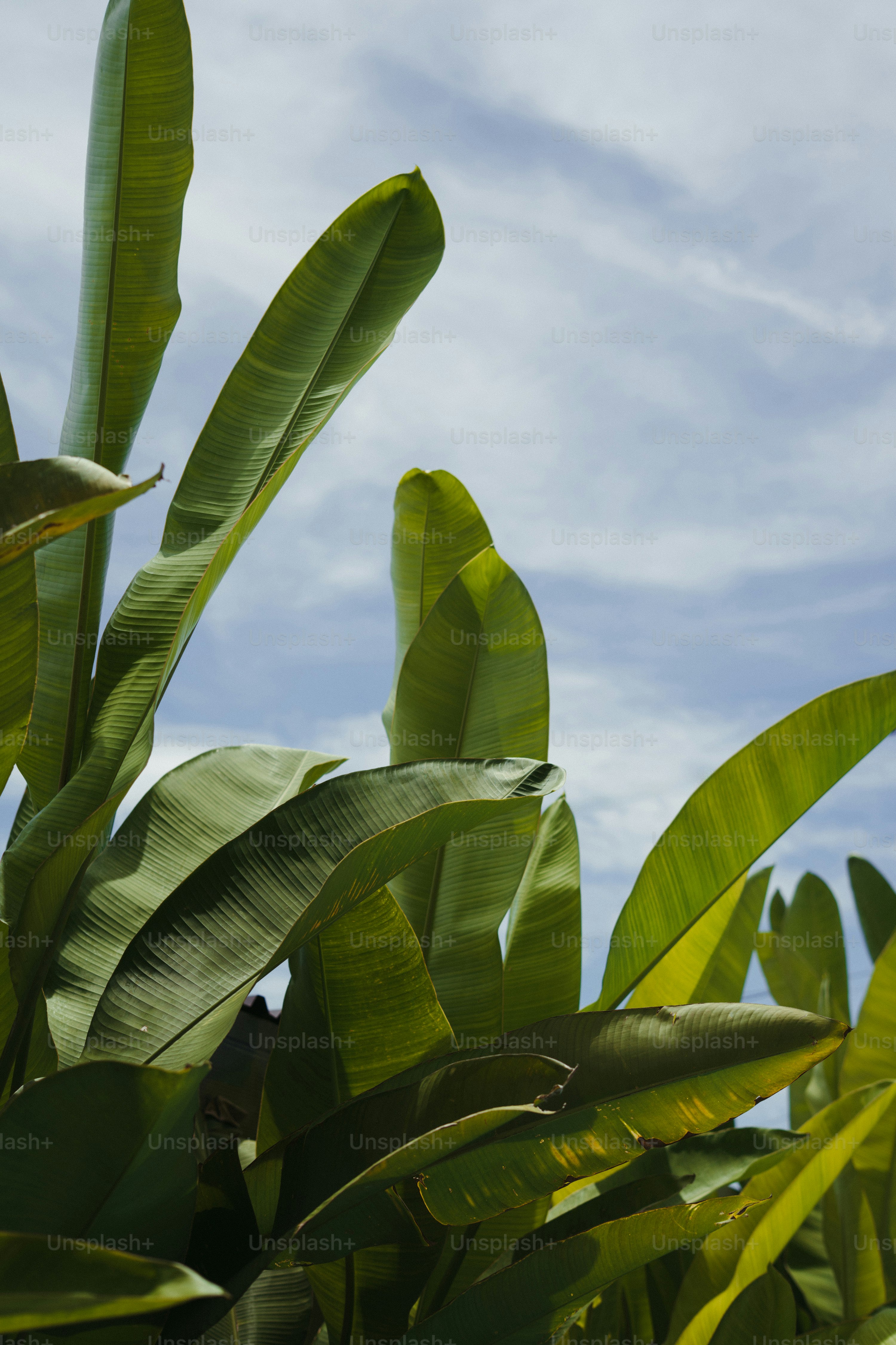 Large green leaves against a cloudy blue sky