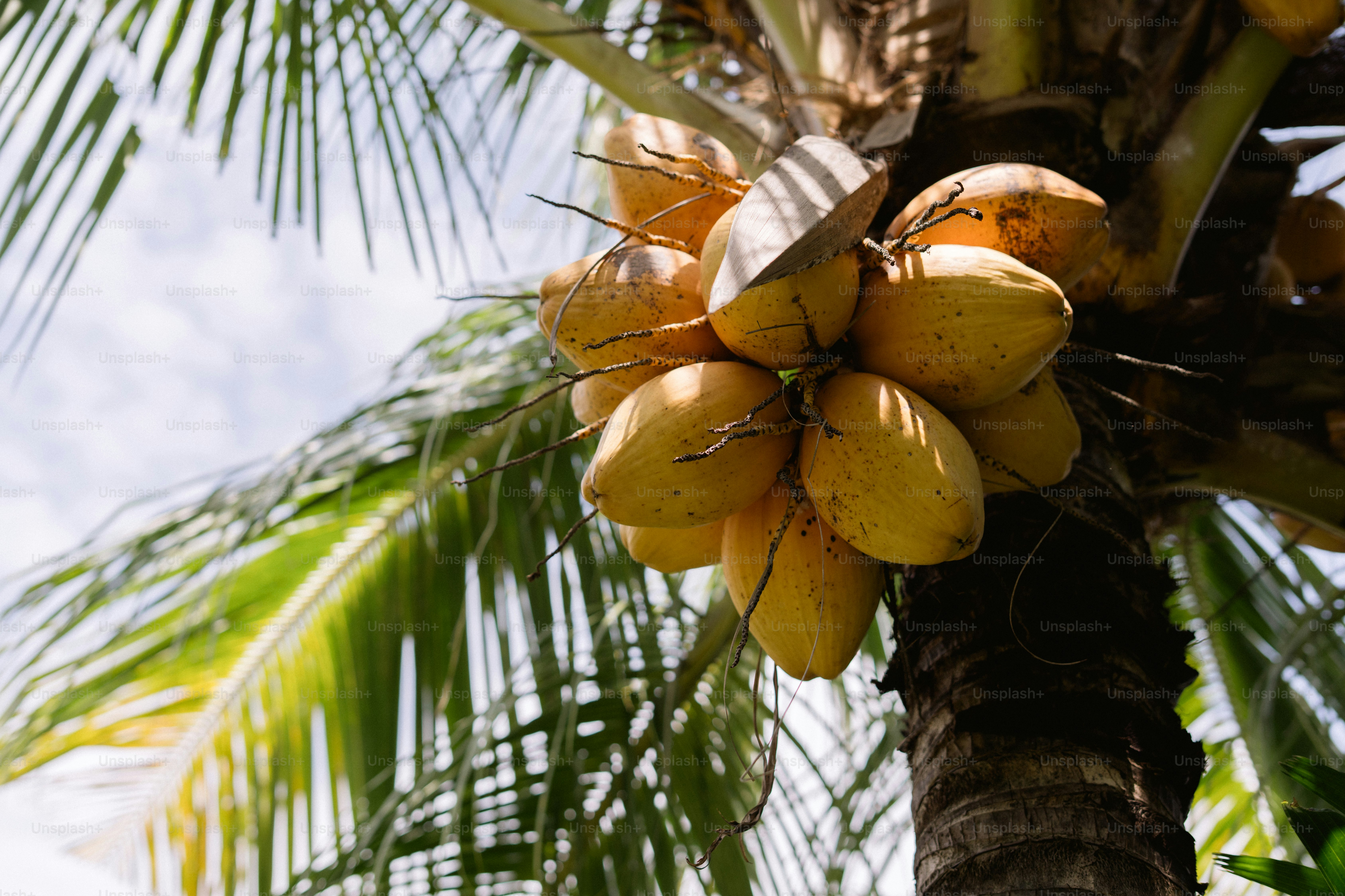 A bunch of ripe coconuts hanging from a palm tree.