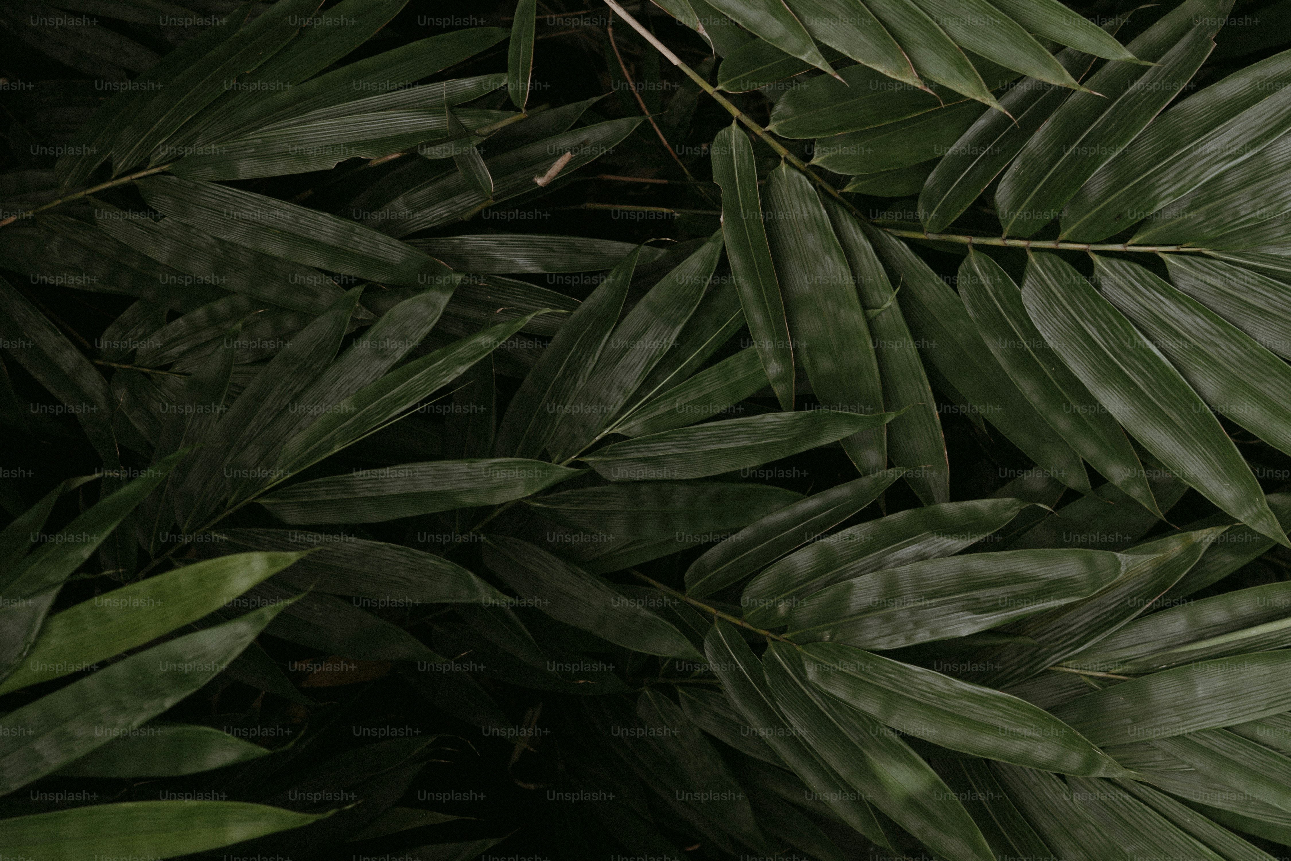 Dark green palm leaves overlapping in shadow.