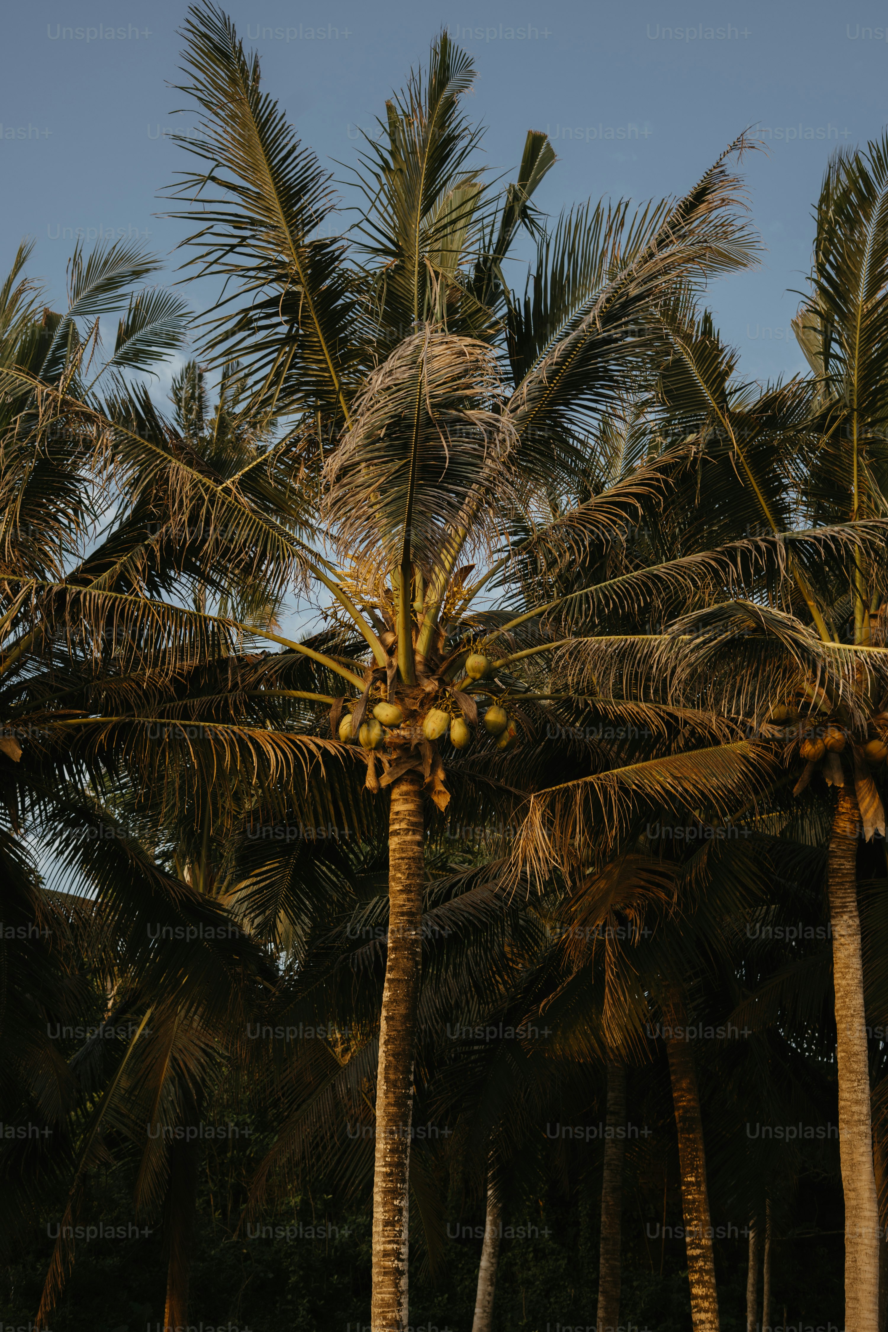Tall palm trees with coconuts against a clear sky