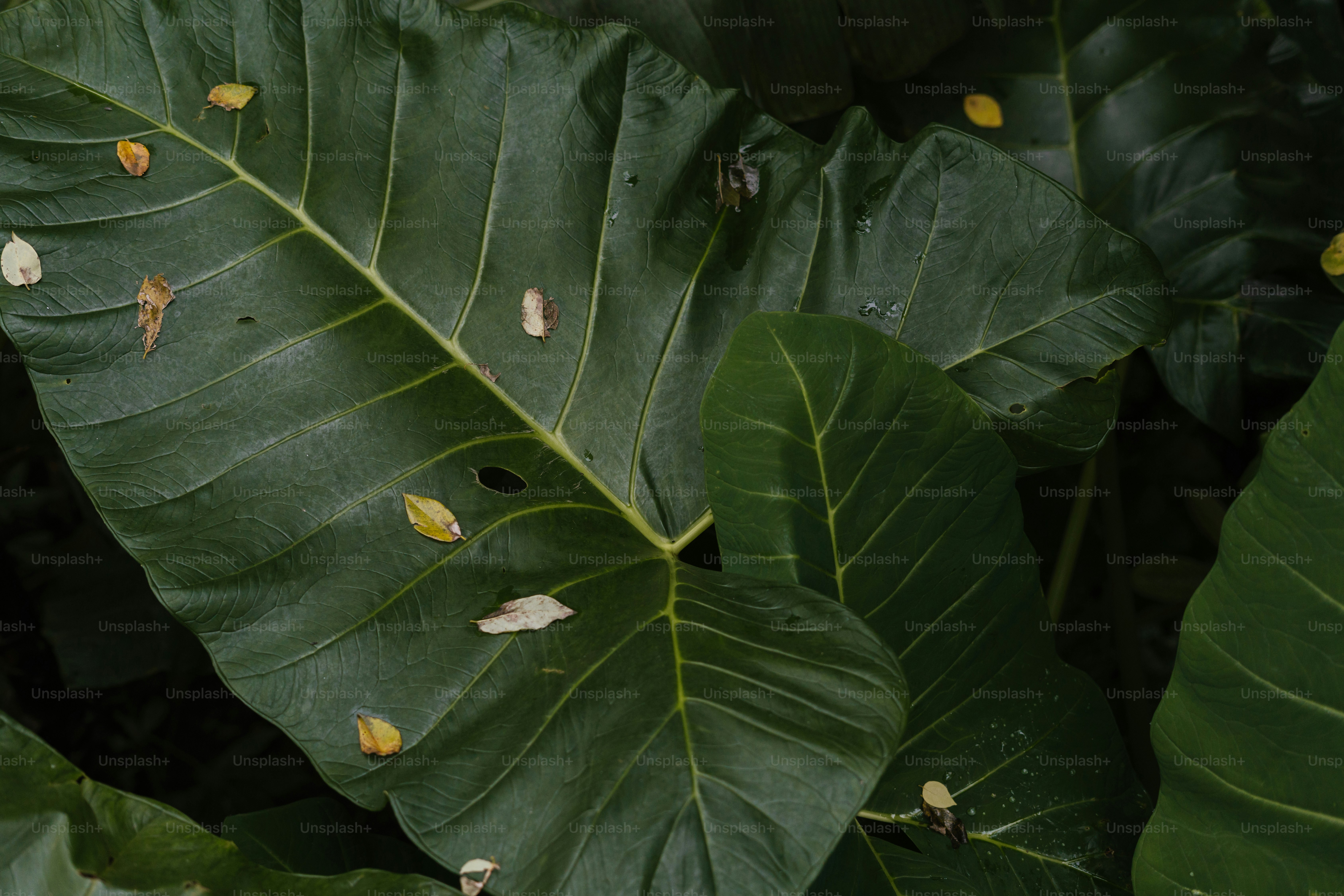 Large green leaves with scattered small yellow and white debris.