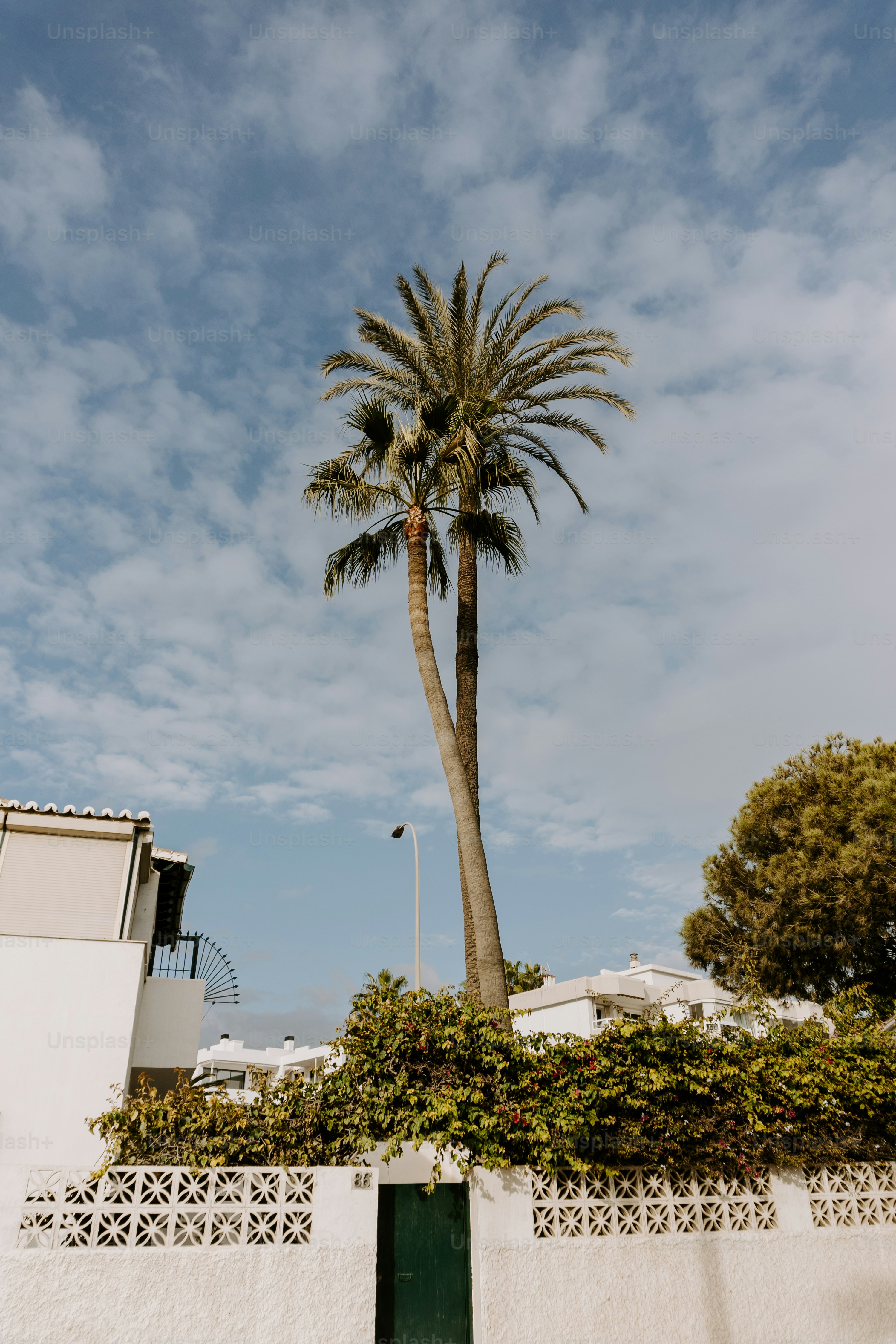 Tall palm trees against a blue sky with clouds