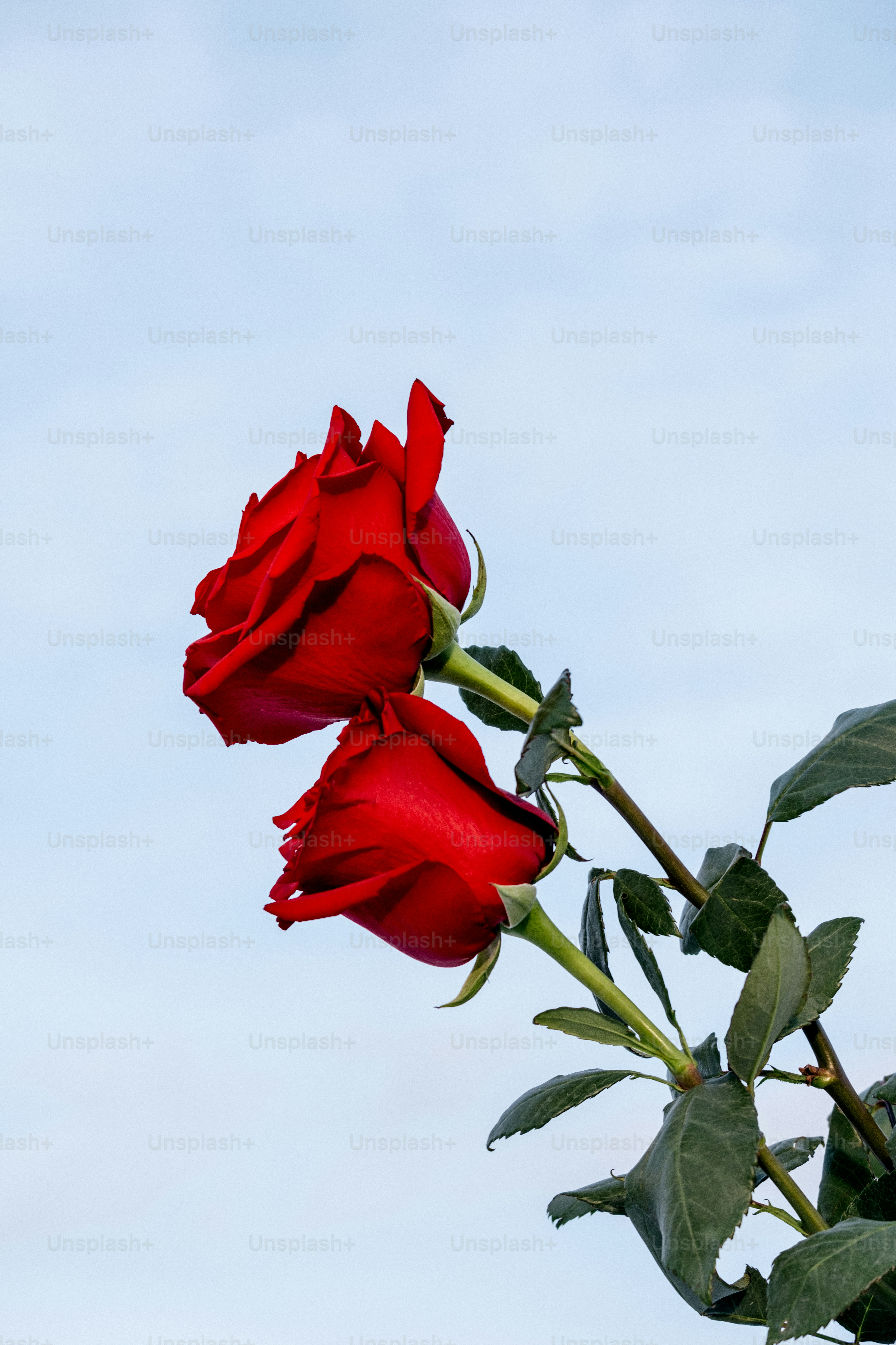 A single red rose against a blue sky. photo – Flower Image on Unsplash