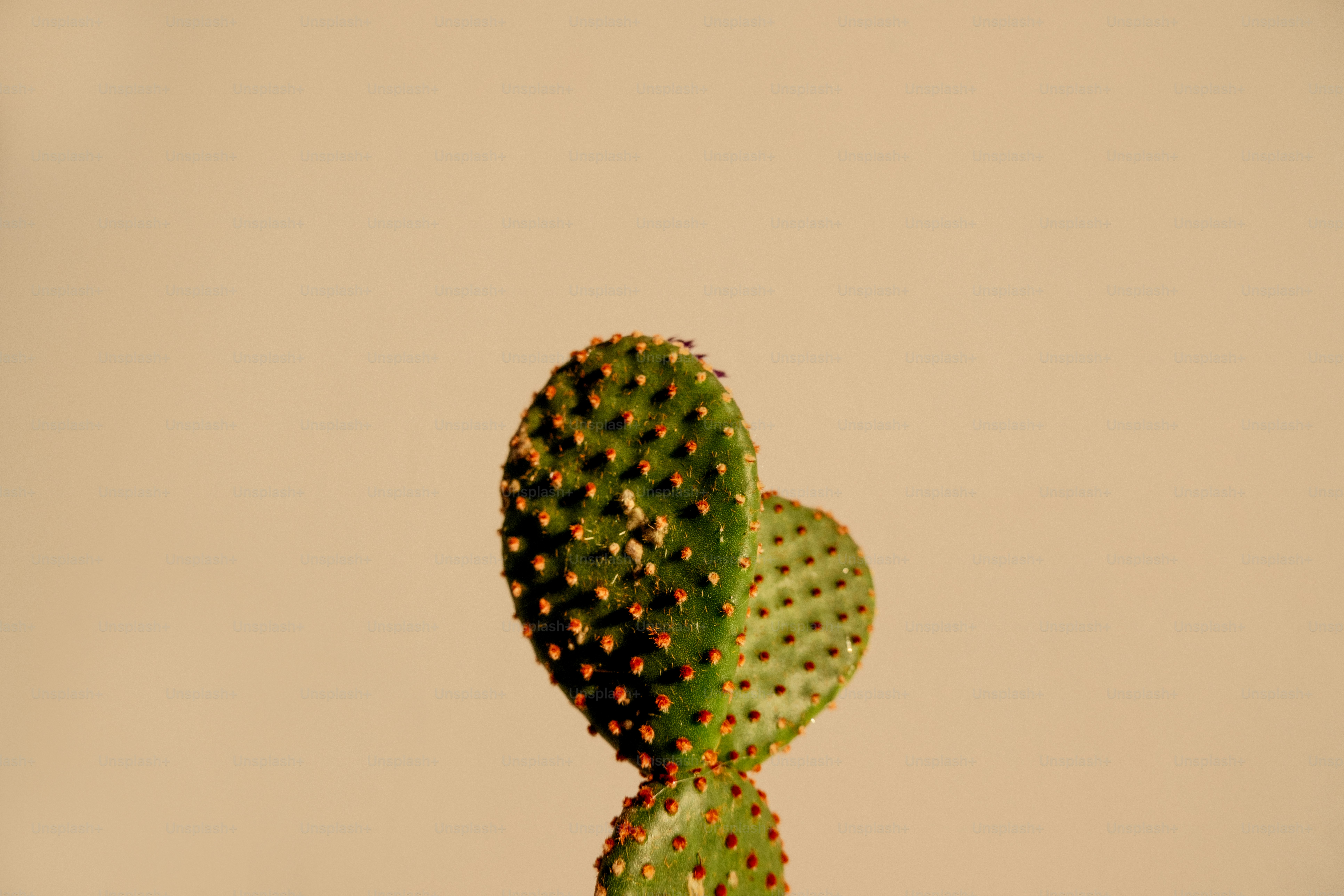 A single red rose with green leaves against sky photo – Flower Image on ...