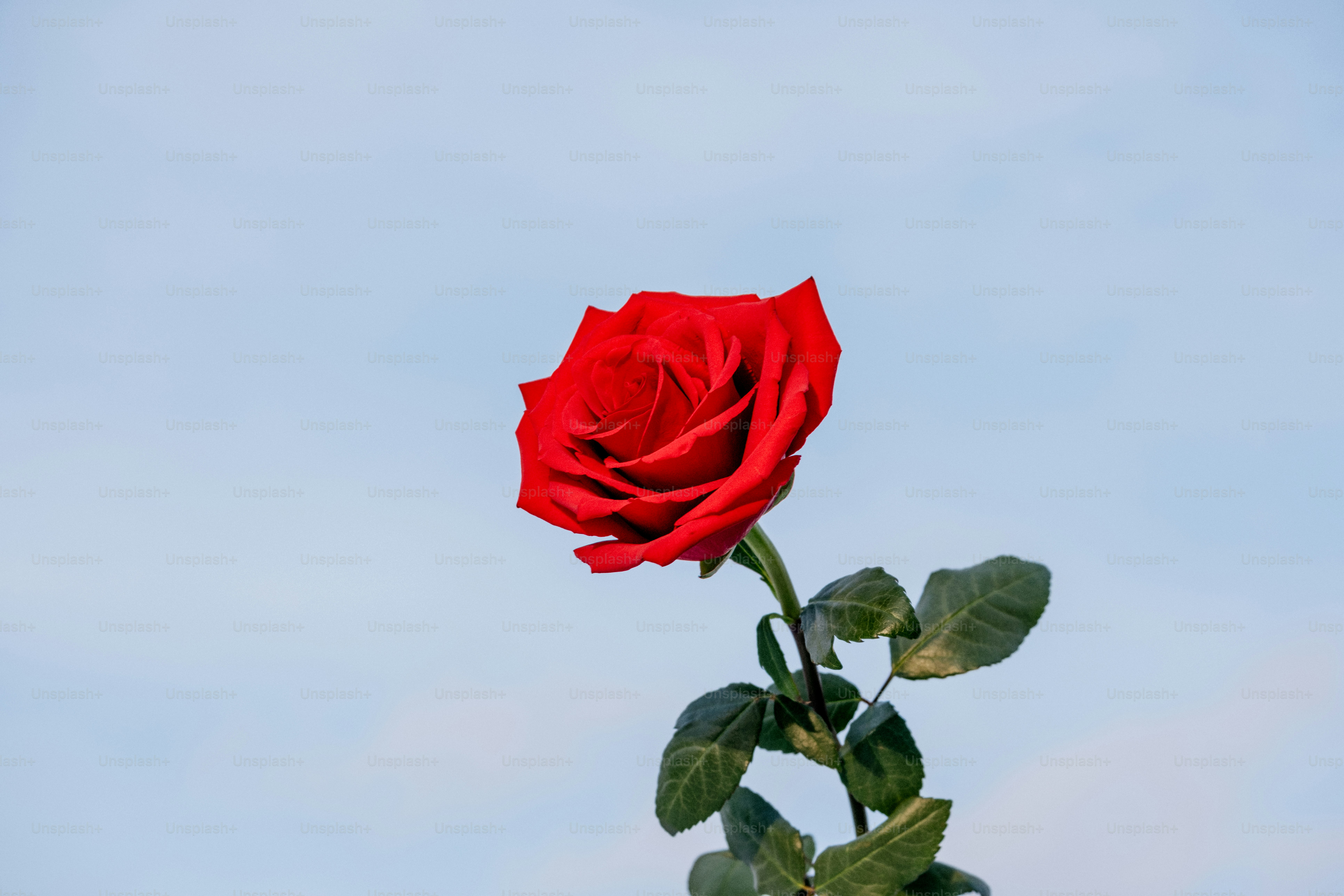 A single red rose with green leaves against sky photo – Flower Image on ...