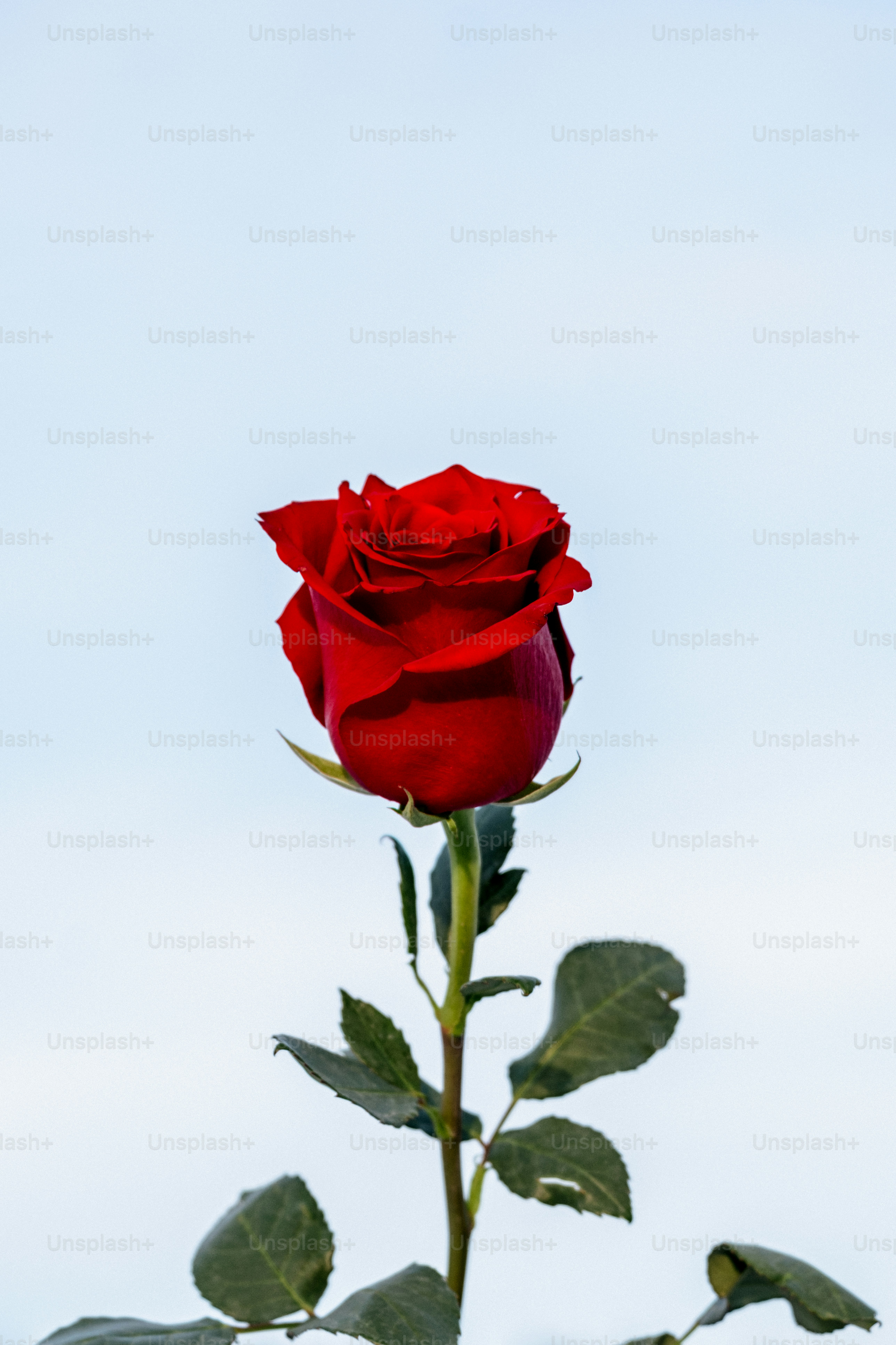 A single red rose with green leaves against sky photo – Flower Image on ...