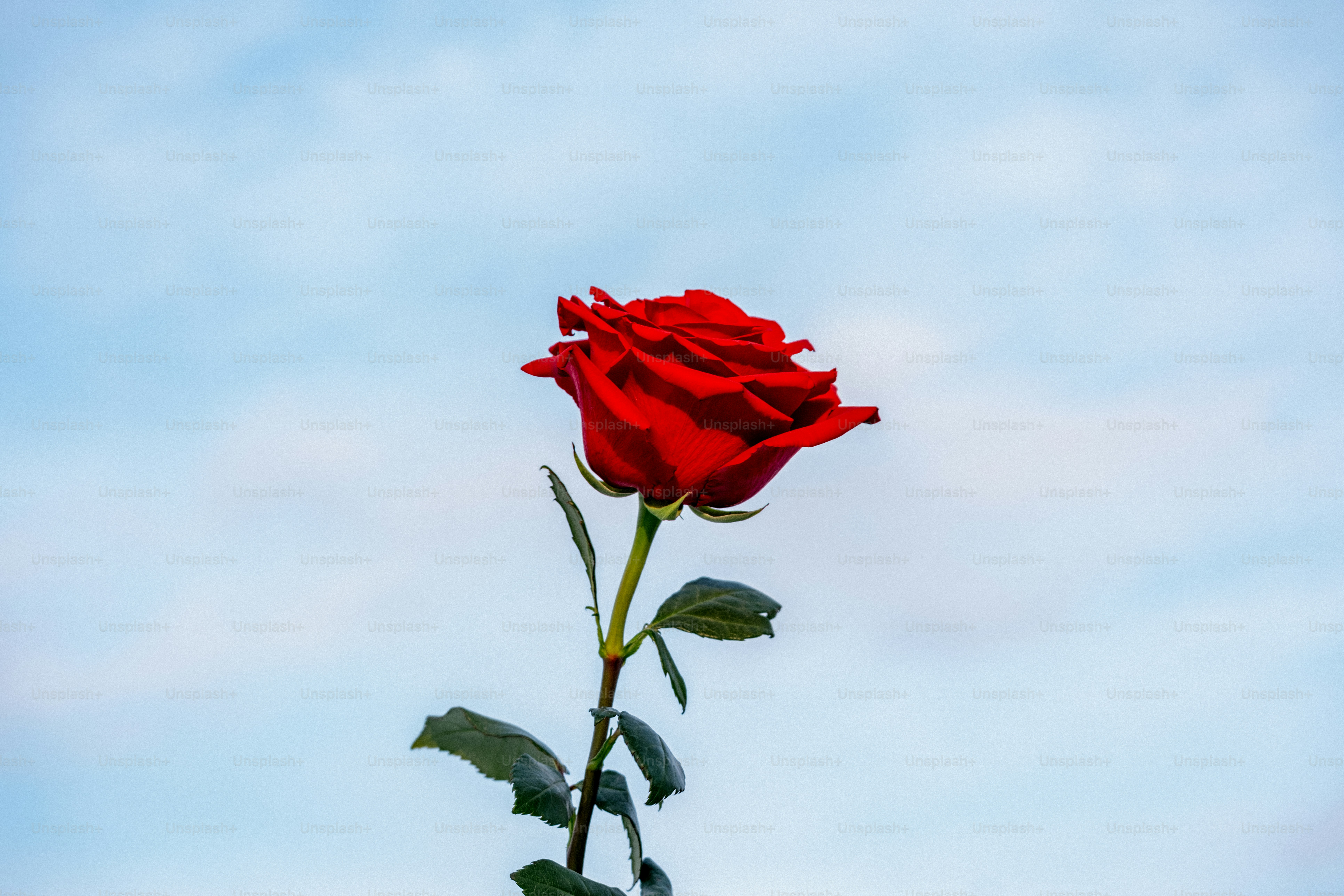 Two red roses against a pale blue sky photo – Flower Image on Unsplash