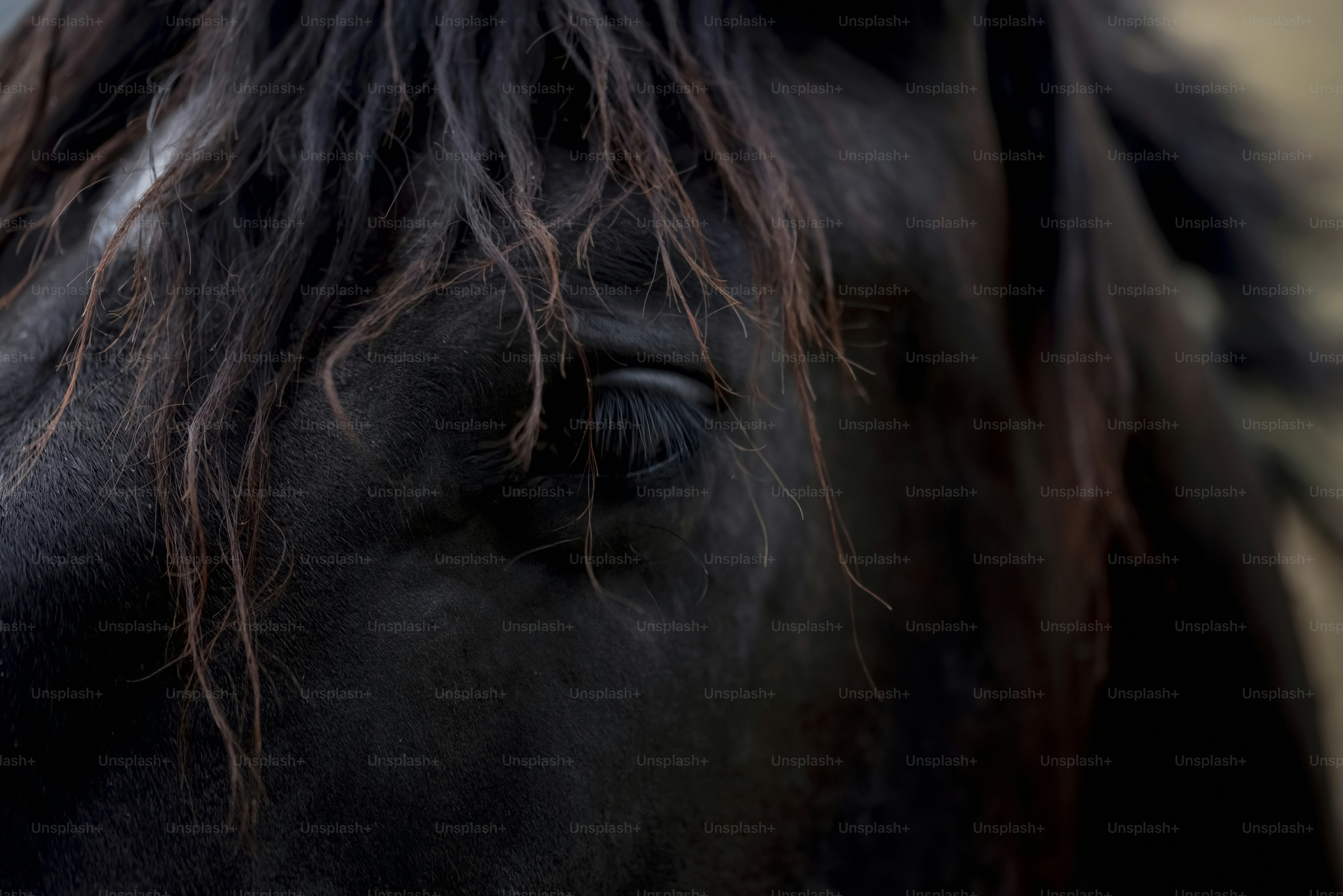 Close-up of a black horse's eye and mane