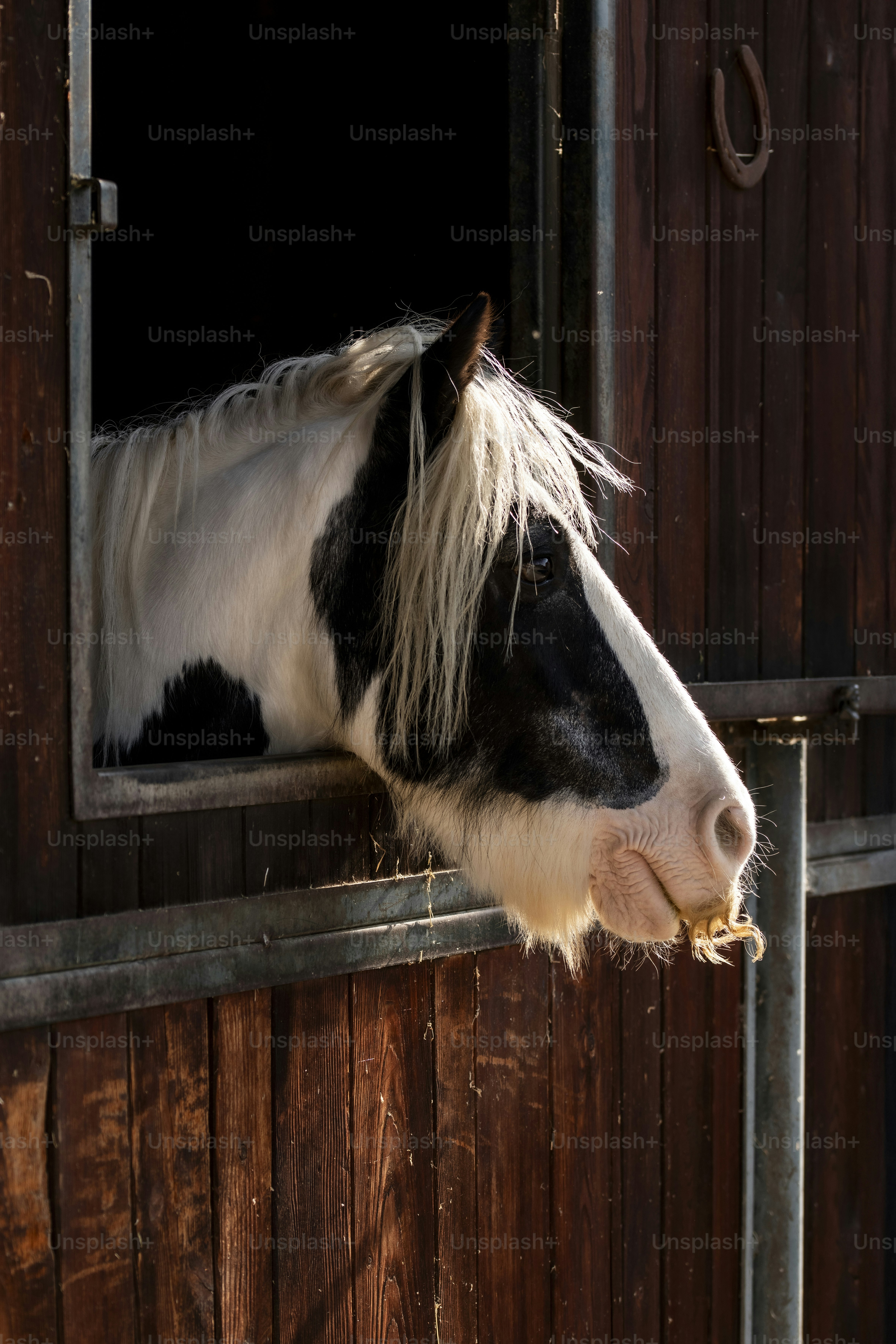 A piebald horse peeks out of a stable door.
