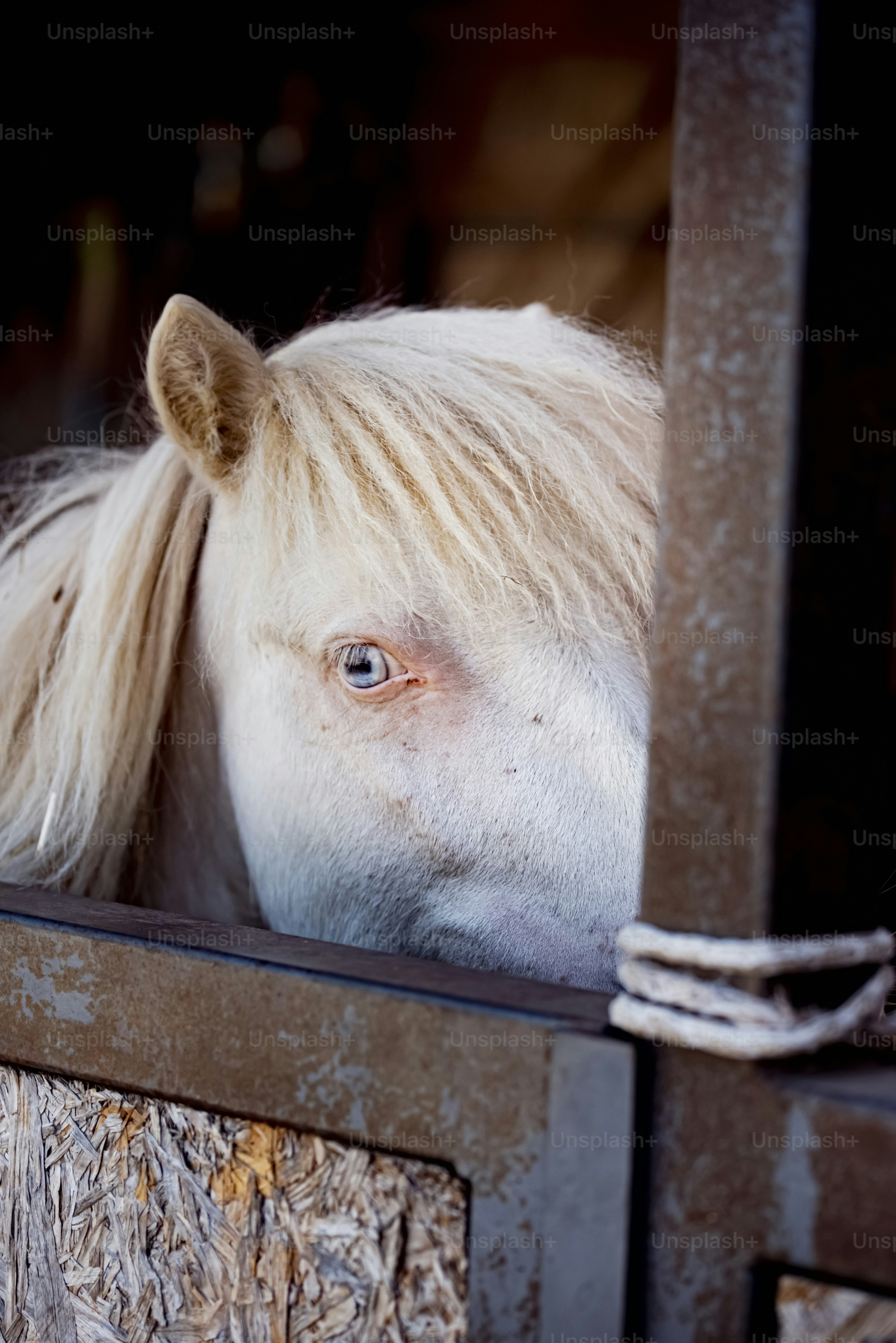 A white pony peeking from a stable.