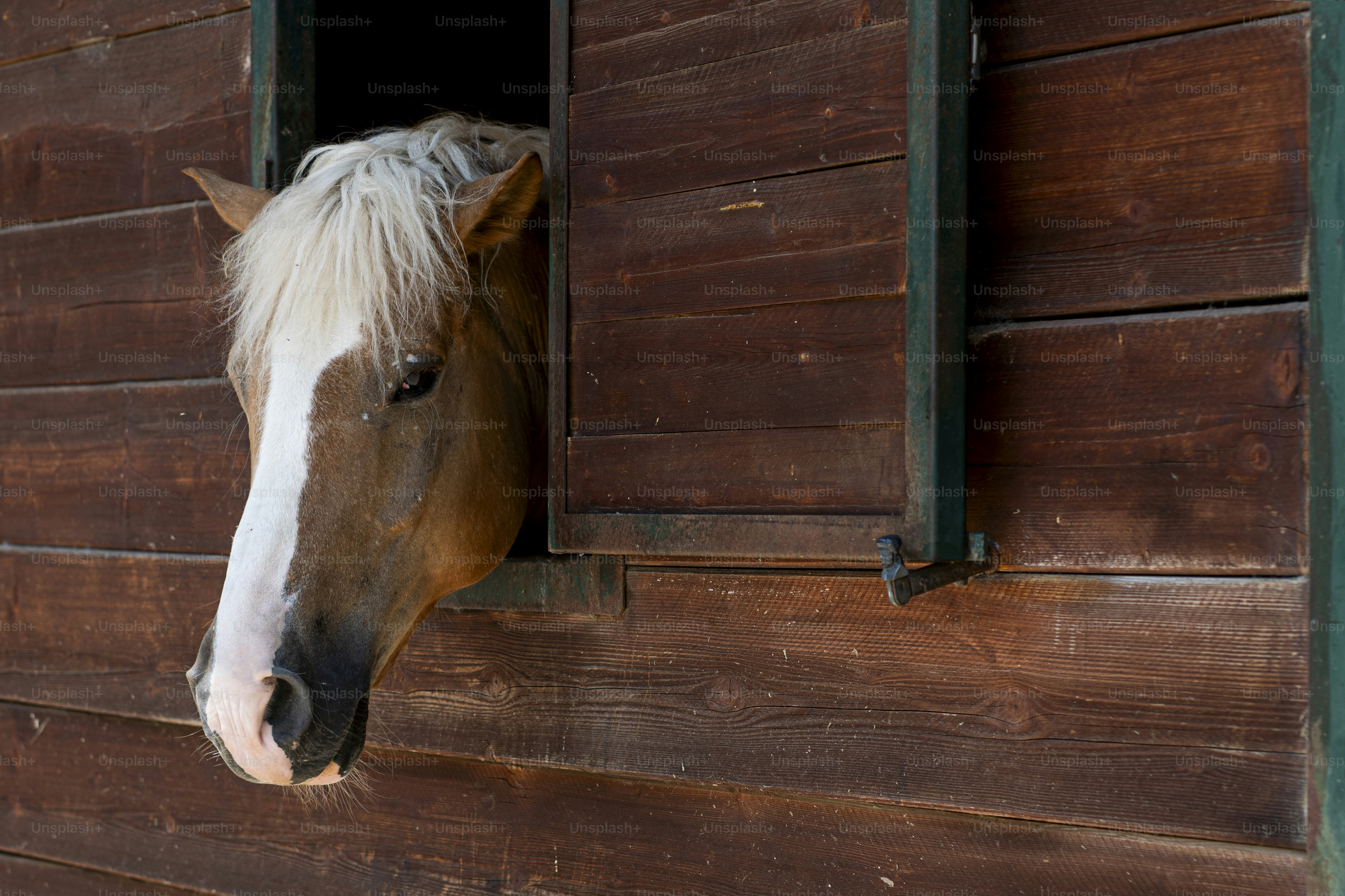 A brown horse with a white mane peeks out.