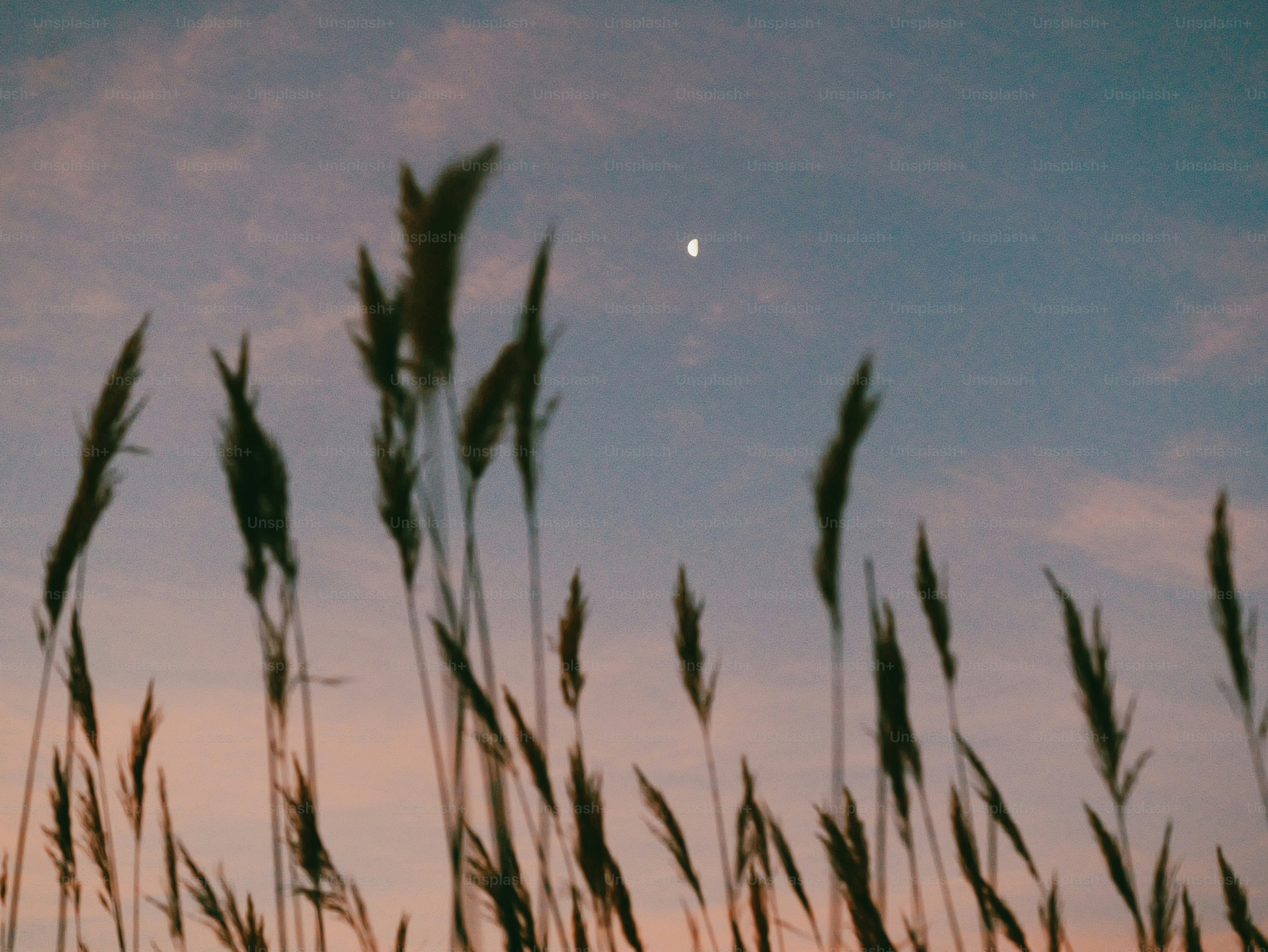 Tall grass silhouetted against a pastel sunset sky.