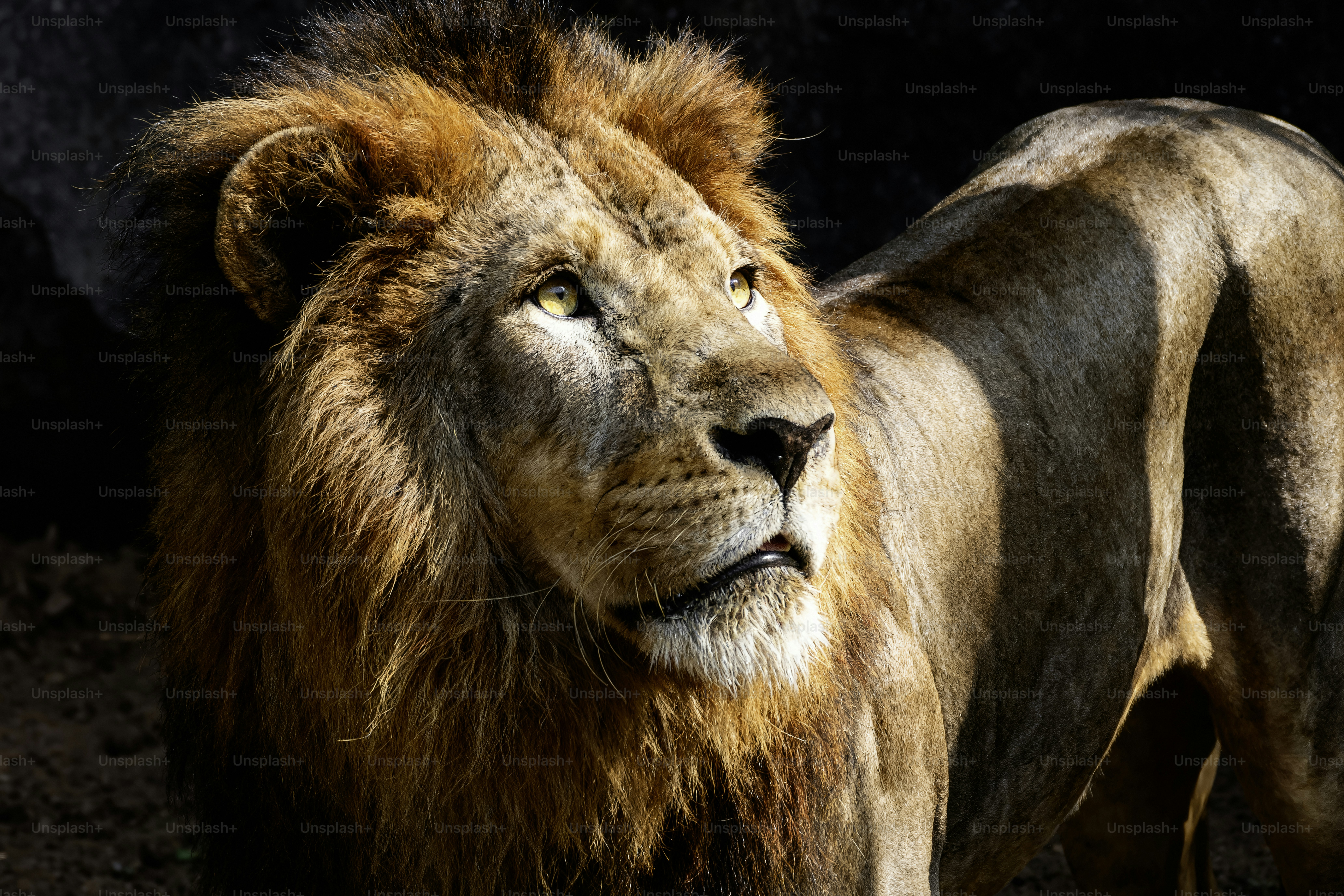 A majestic male lion with a full mane looks alert