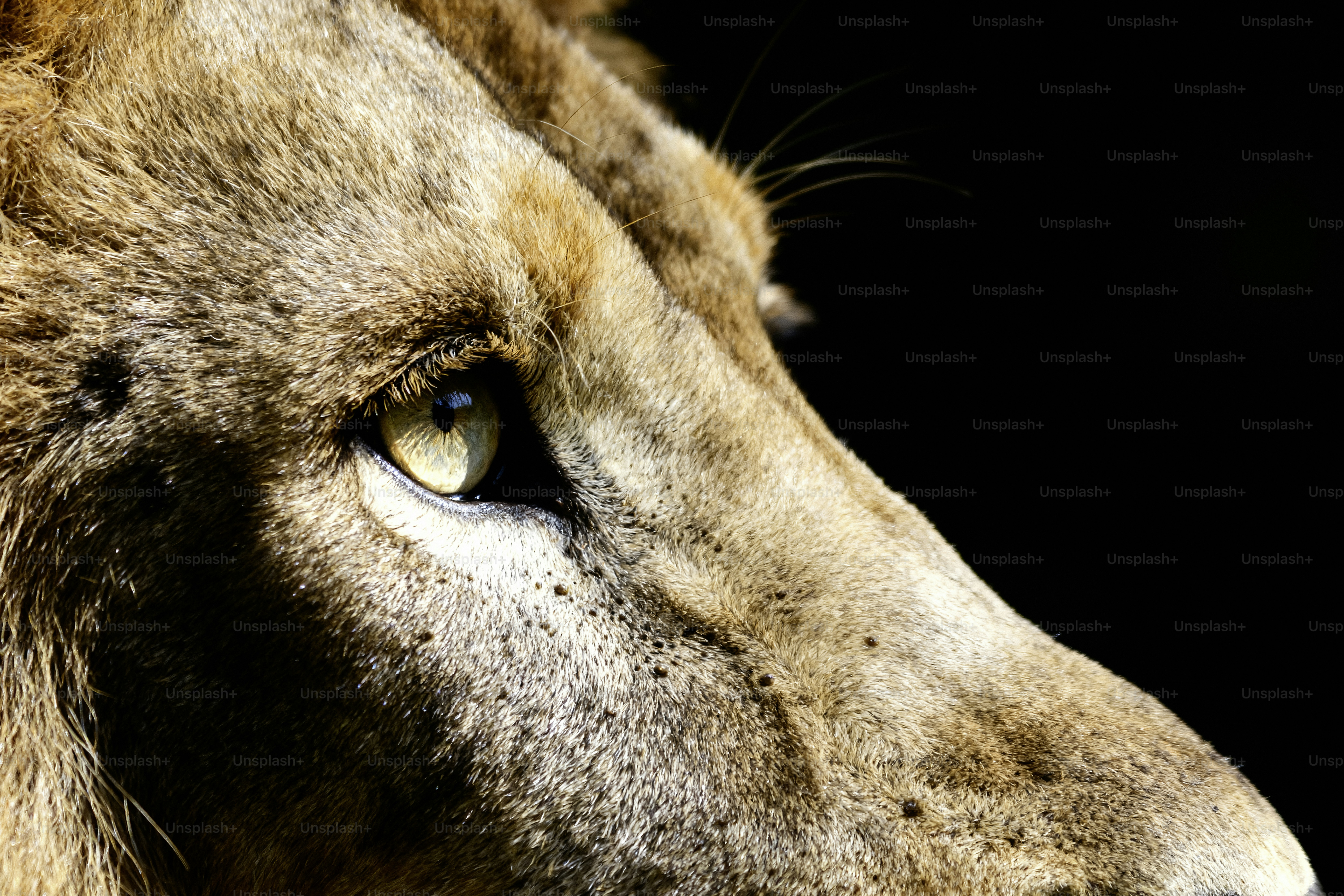 Close-up profile of a lion's face.