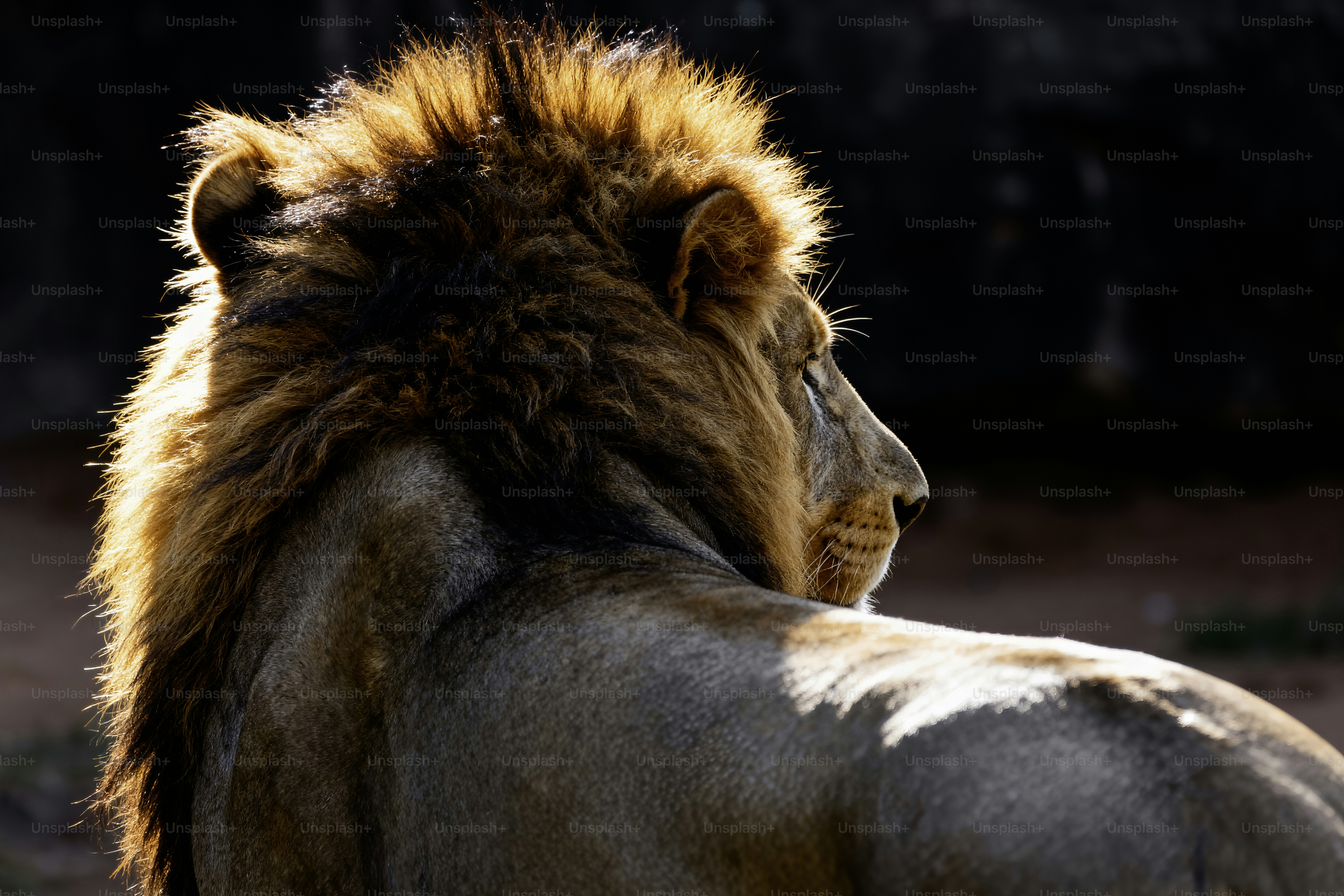 A majestic lion with a full mane looks away.