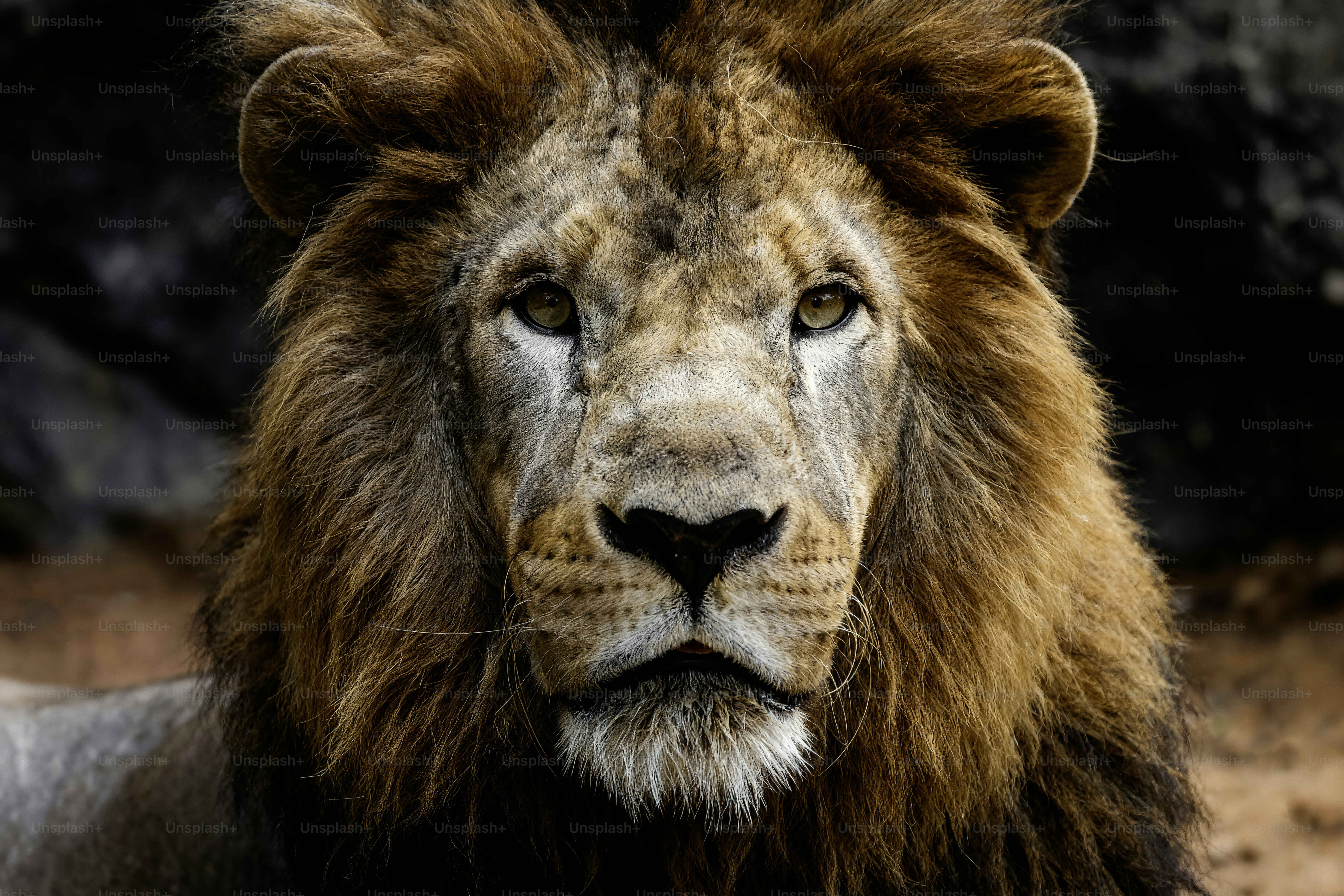 A majestic male lion with a full mane looks forward.