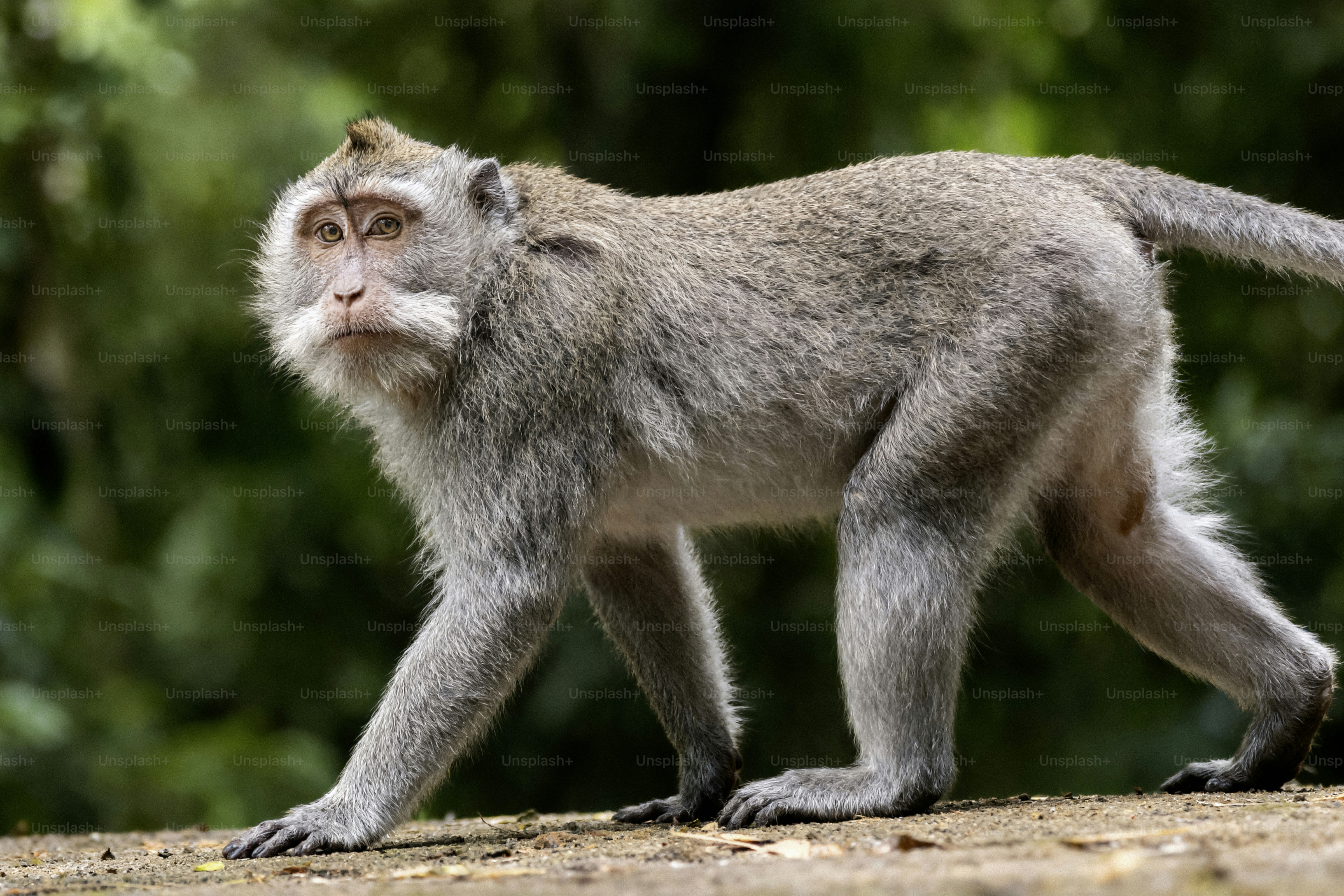 A monkey walks on a stone wall outdoors.