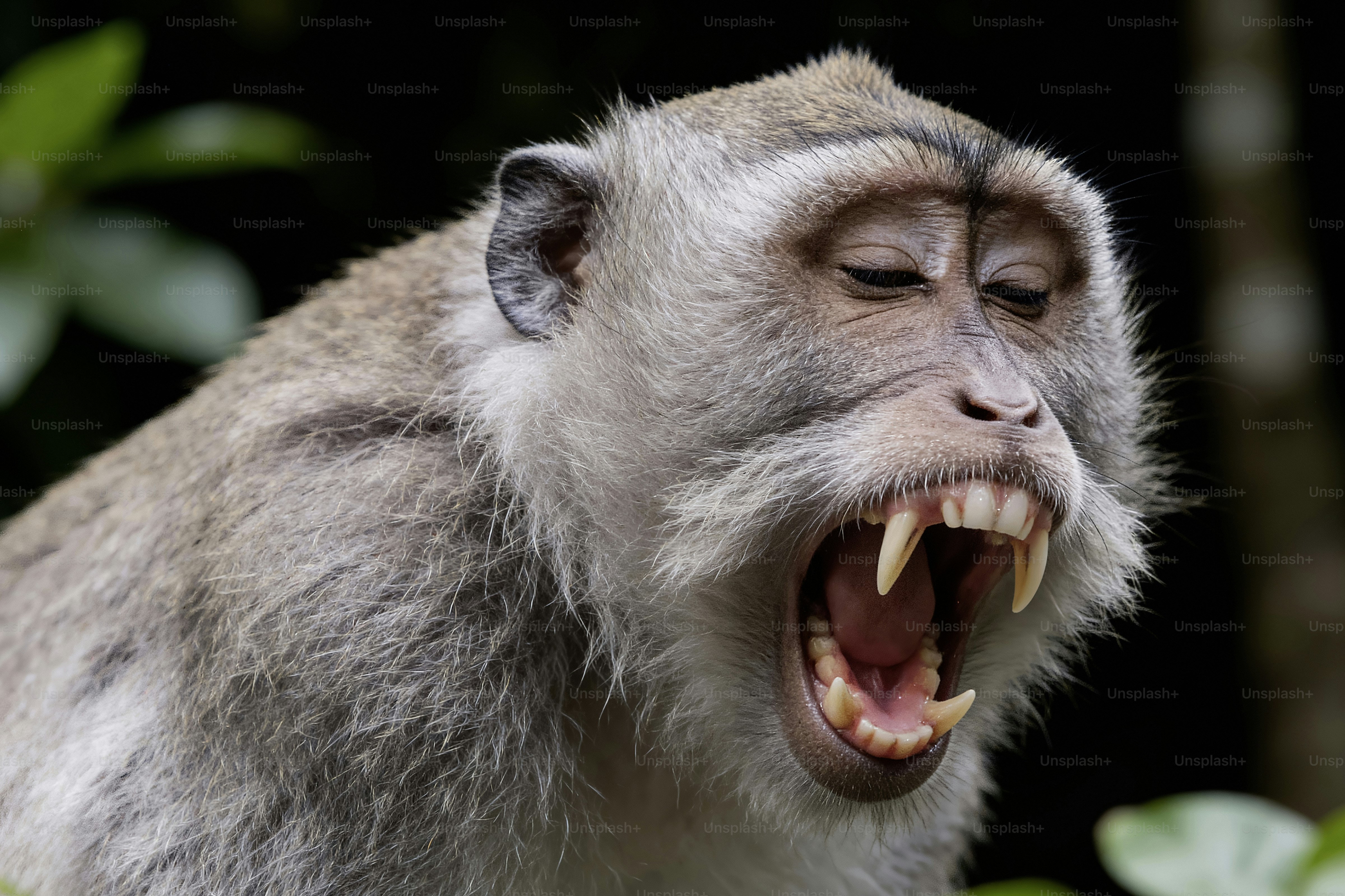 A monkey yawning with its mouth wide open.