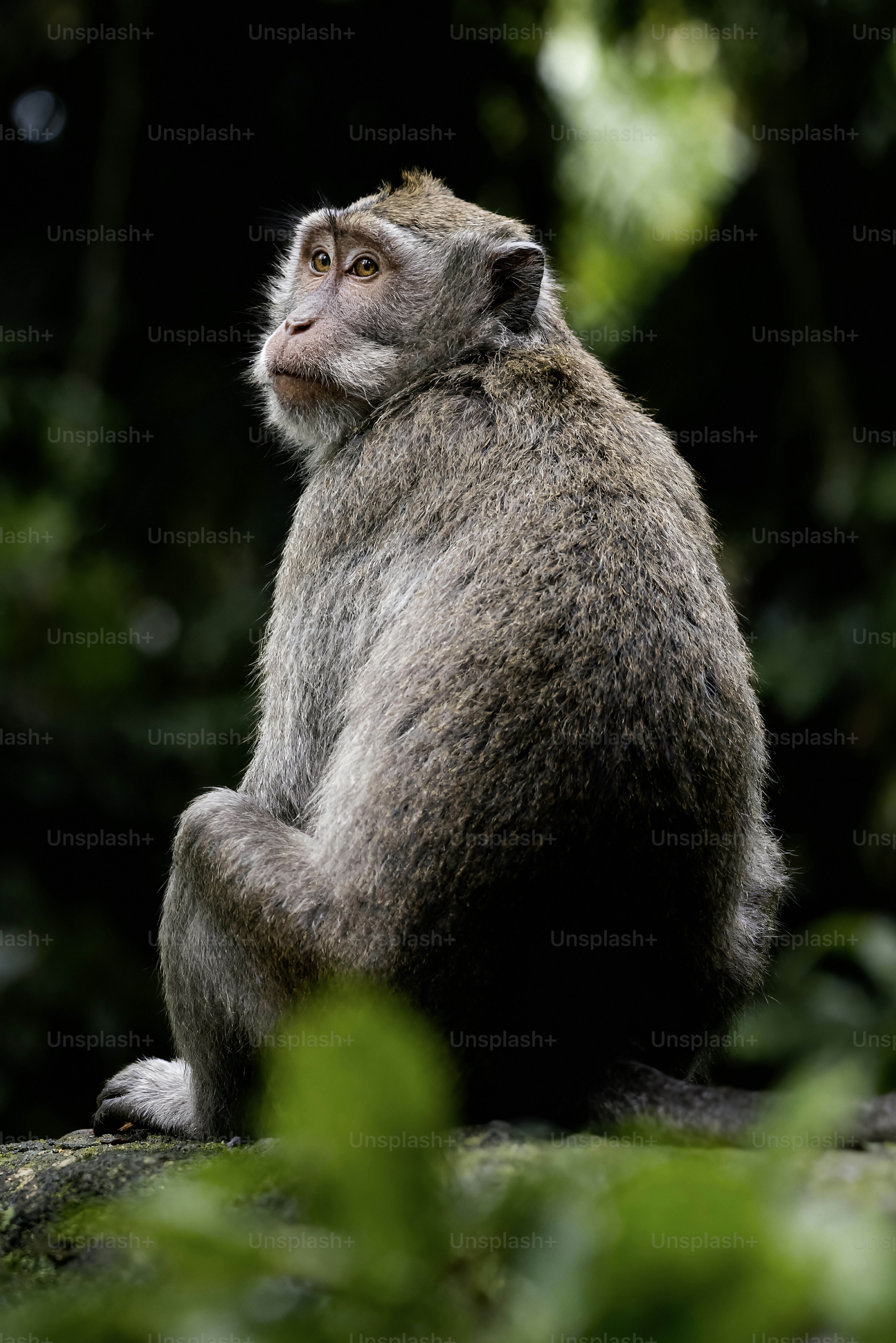 A monkey sitting on a rock in the forest.