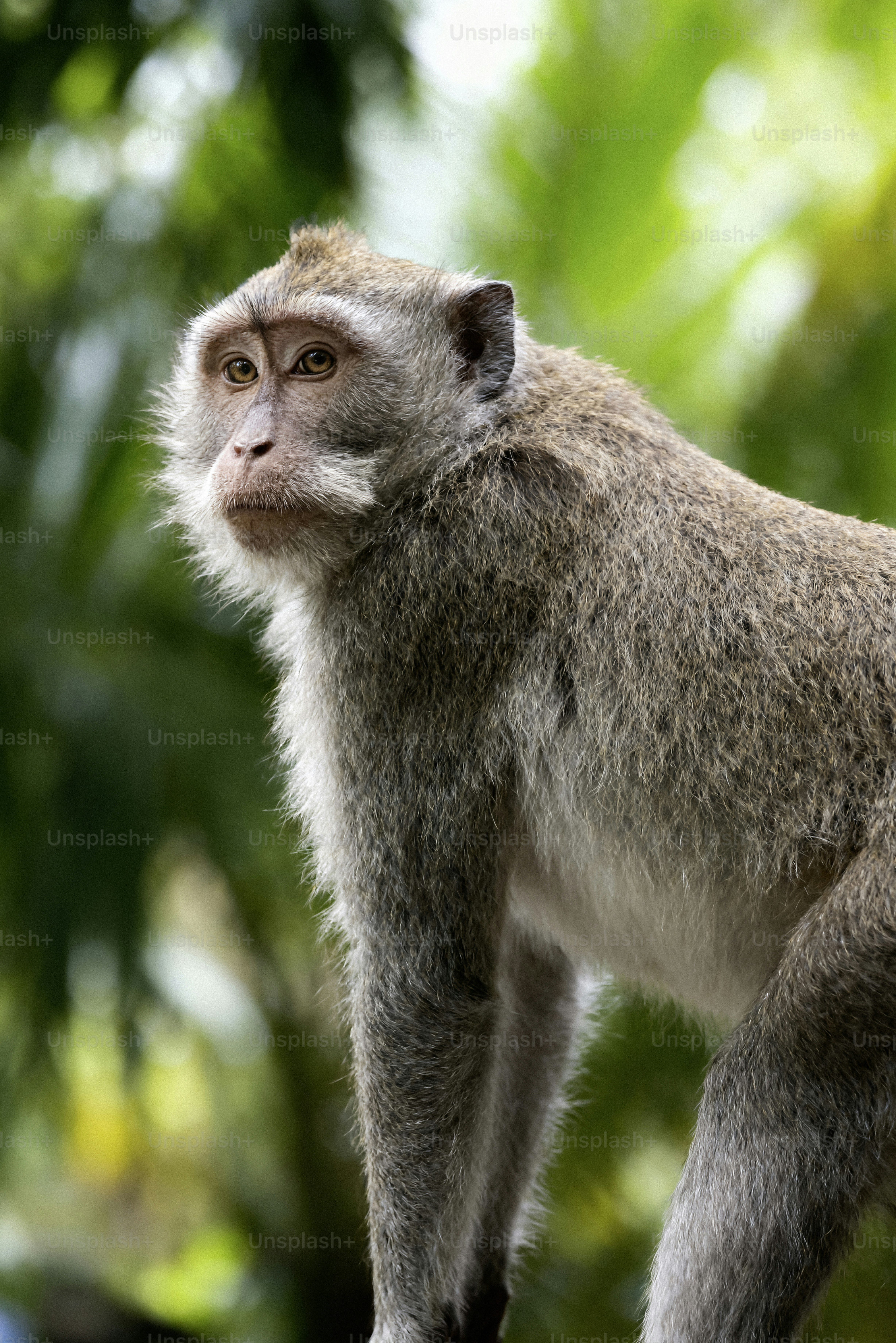 A monkey stands in front of blurred green foliage.