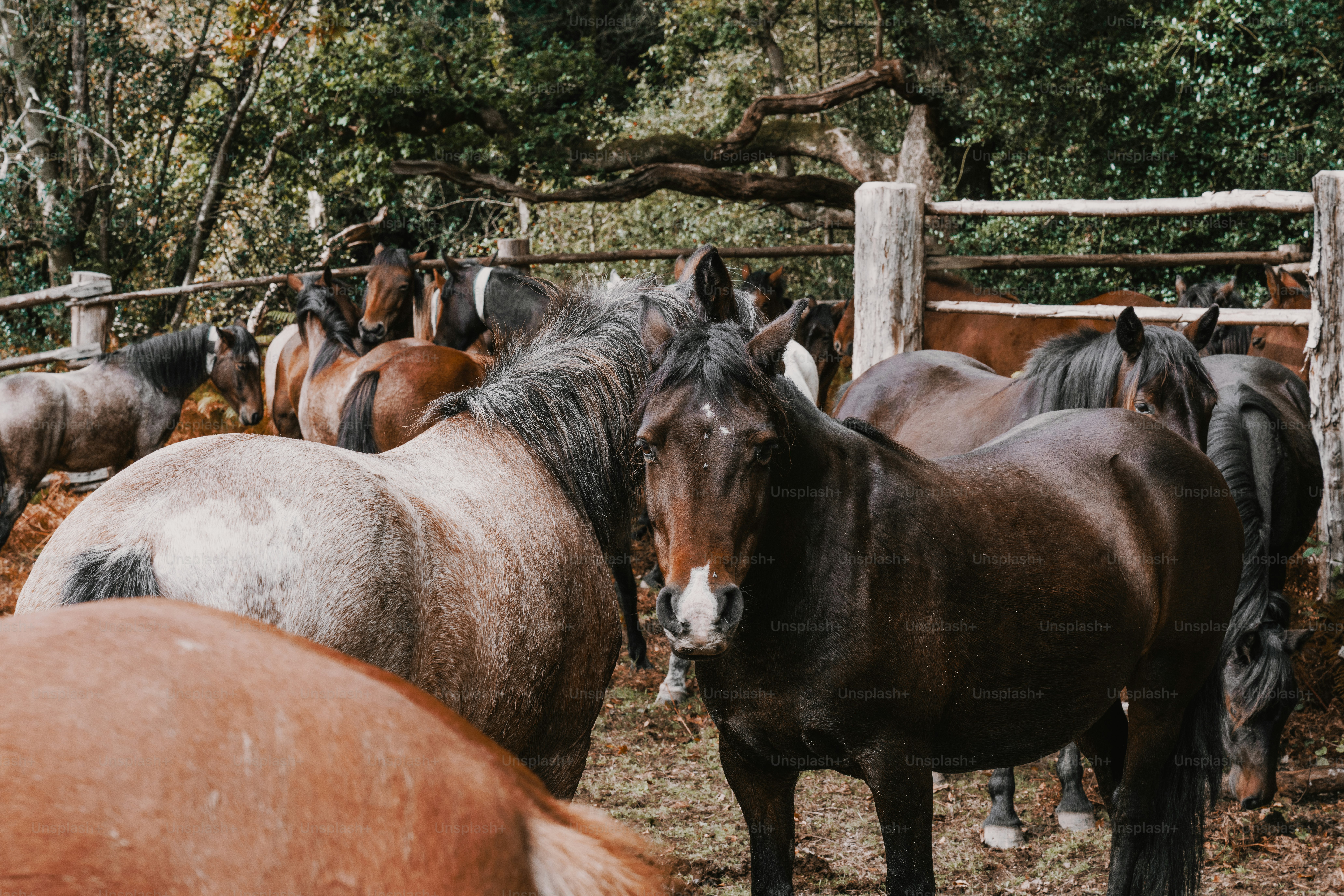 Several horses gathered in a fenced enclosure.