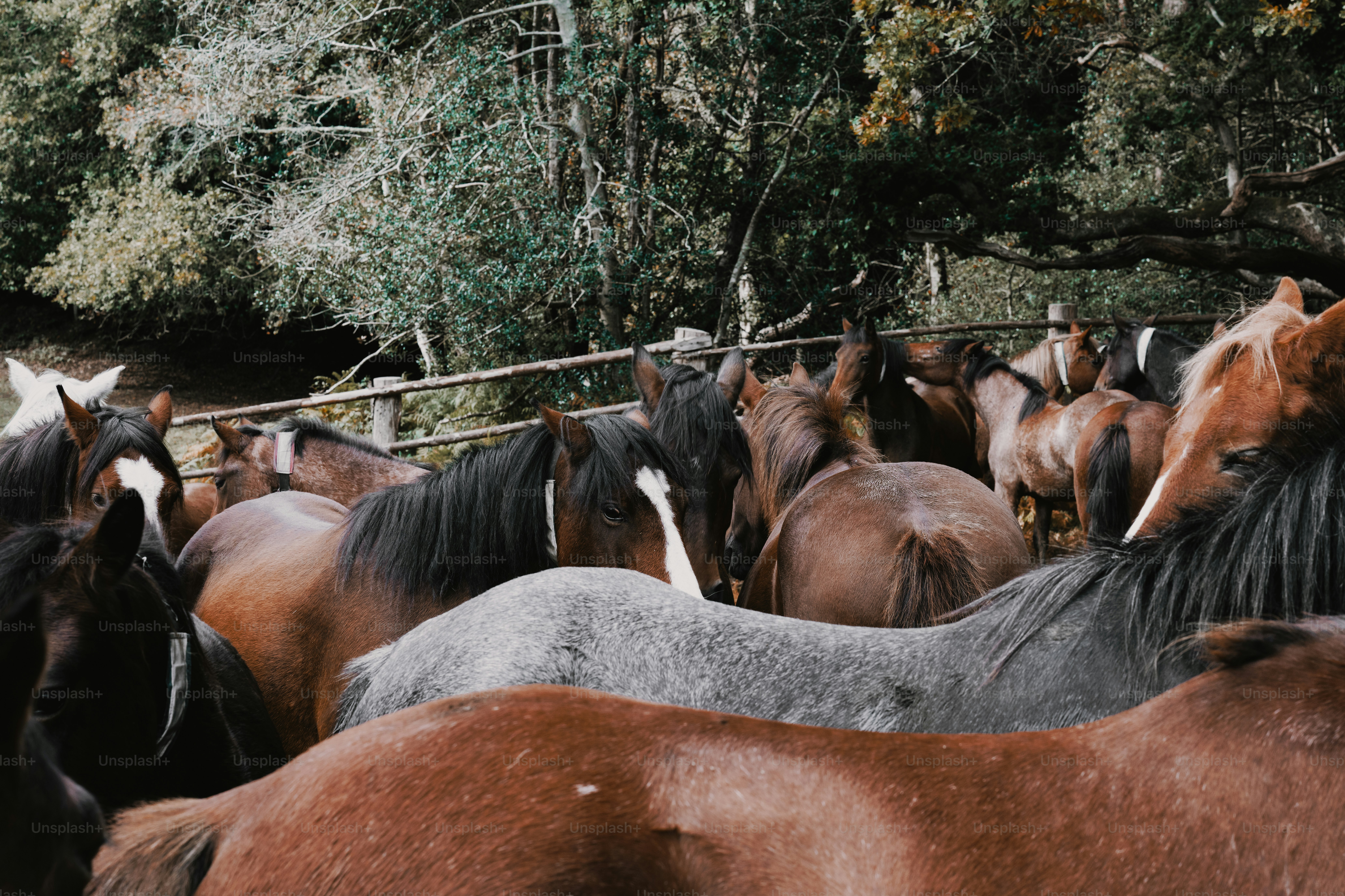 A herd of horses gathered together in a field.