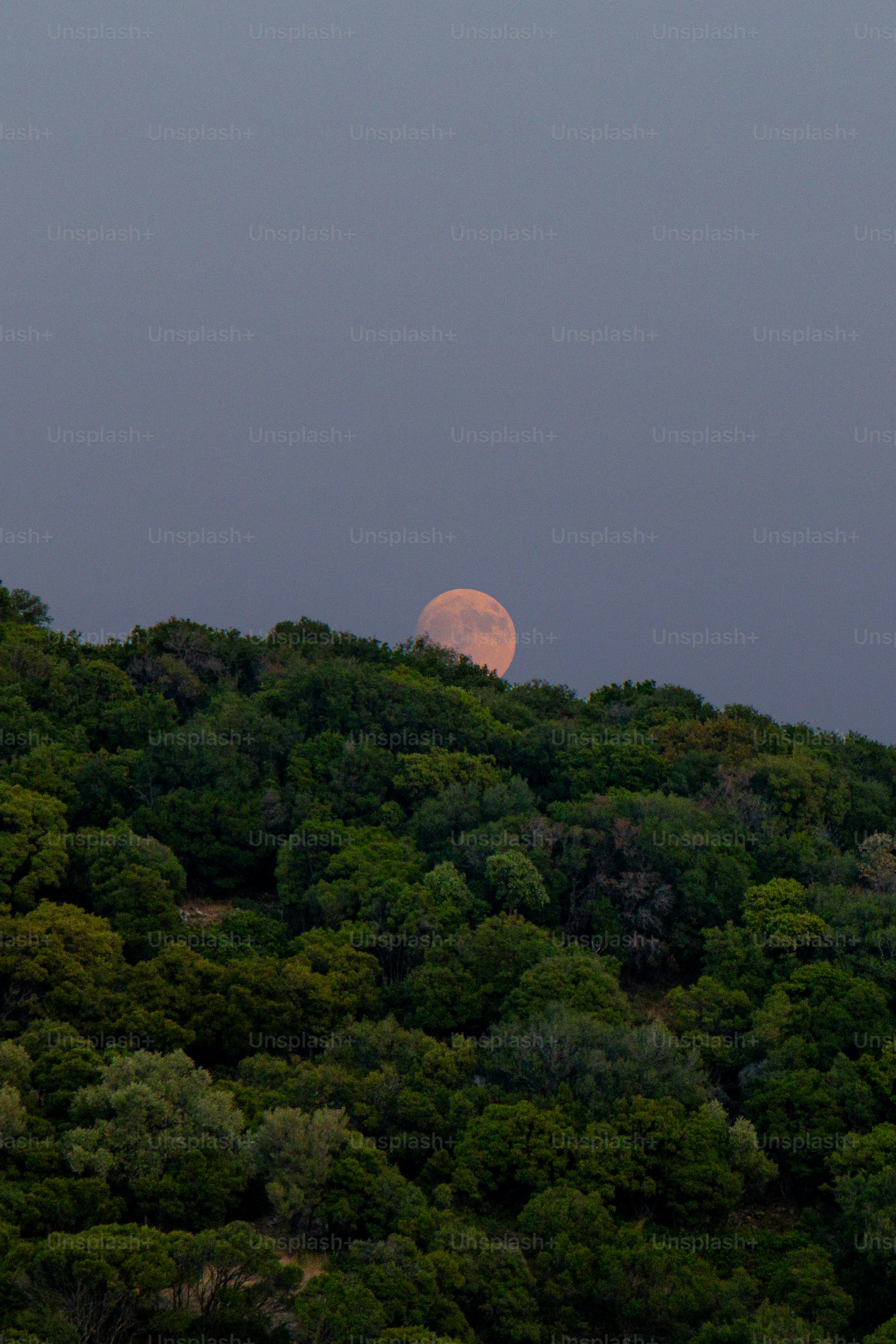 Luna piena che sorge sopra una fitta foresta al crepuscolo
