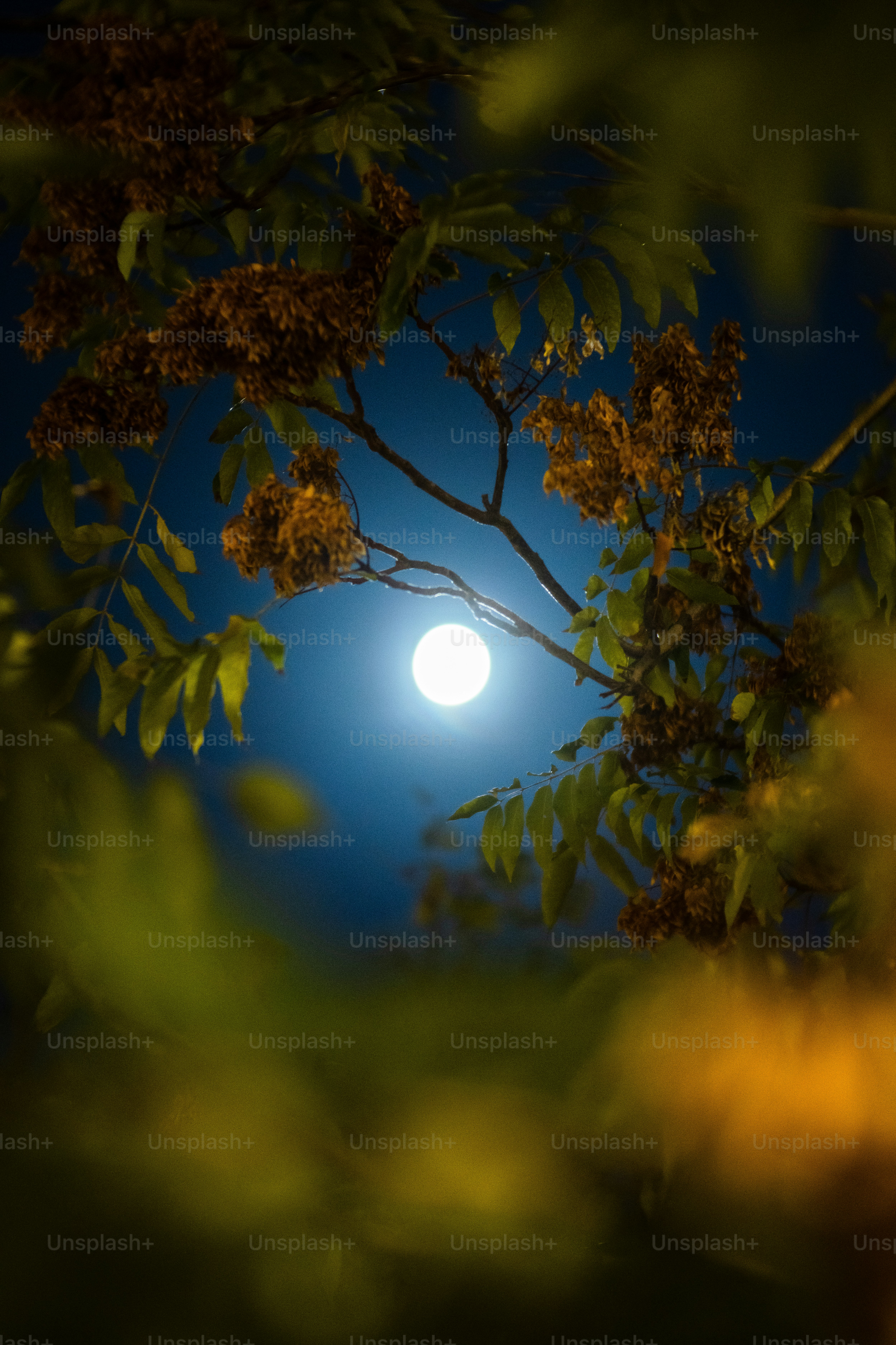 Luna piena che brilla tra i rami degli alberi di notte