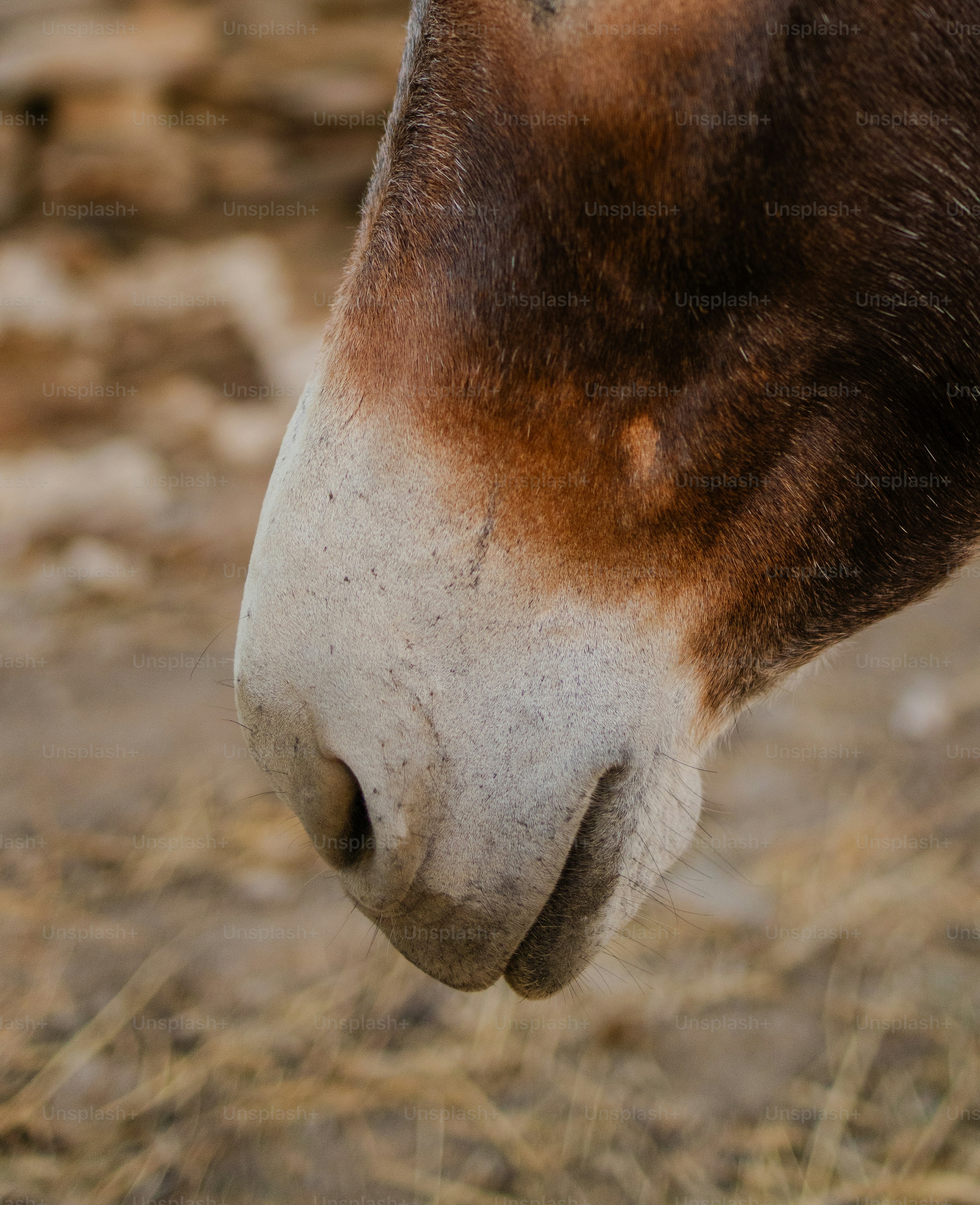 Primo piano del muso di un asino