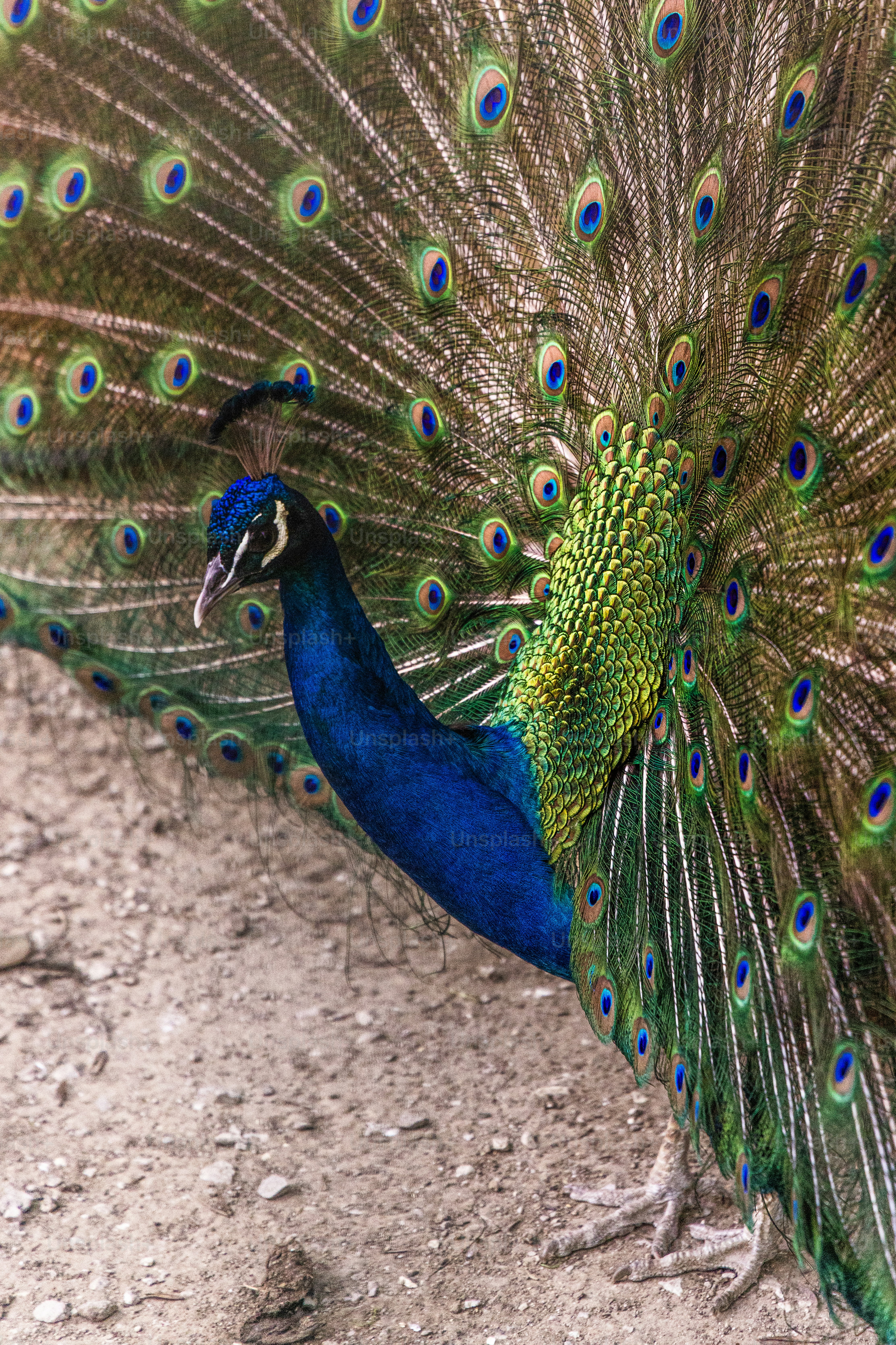 Un paon dévoilant ses plumes de queue éventailles et éventées.