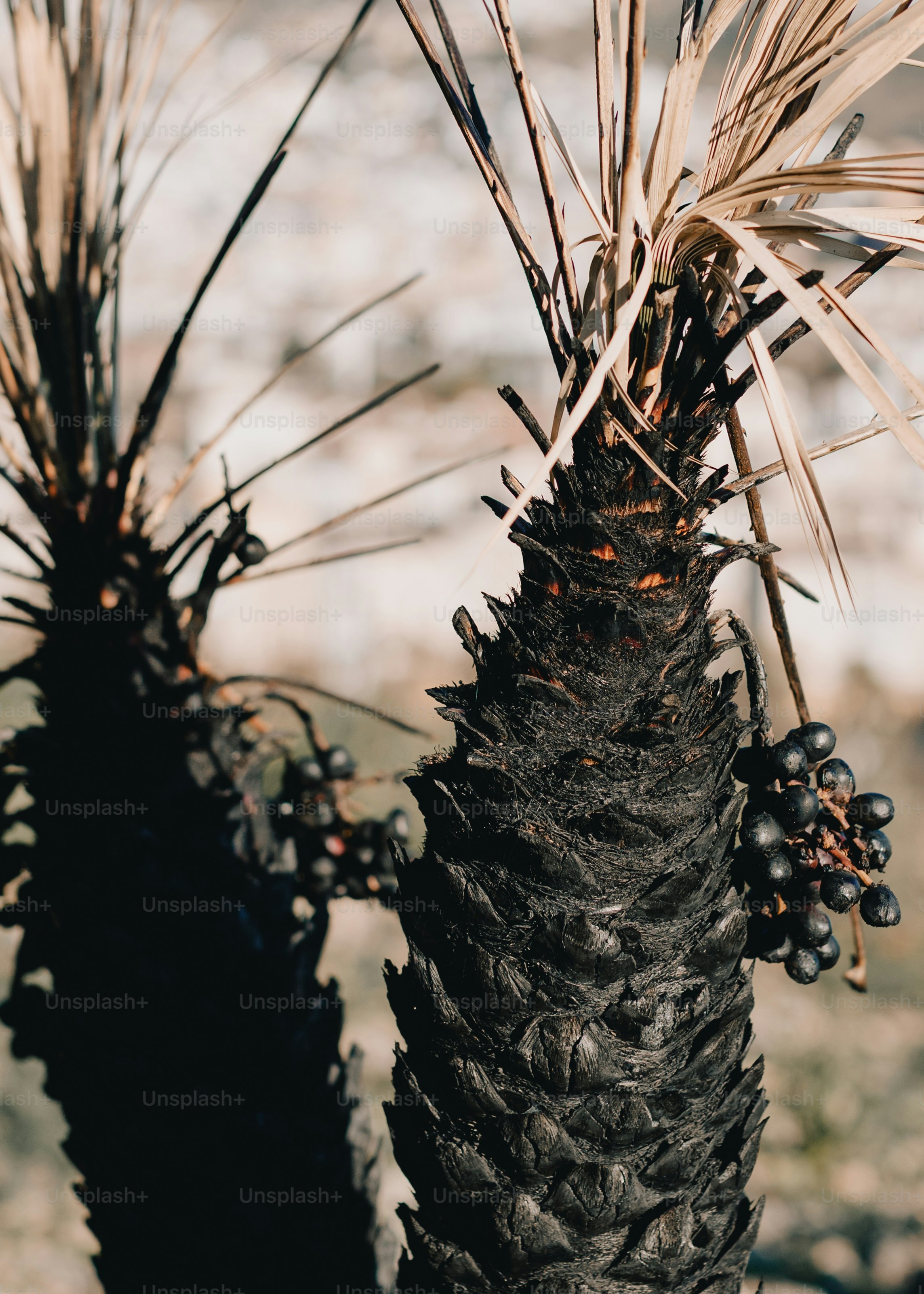 A burnt palm tree with dark berries