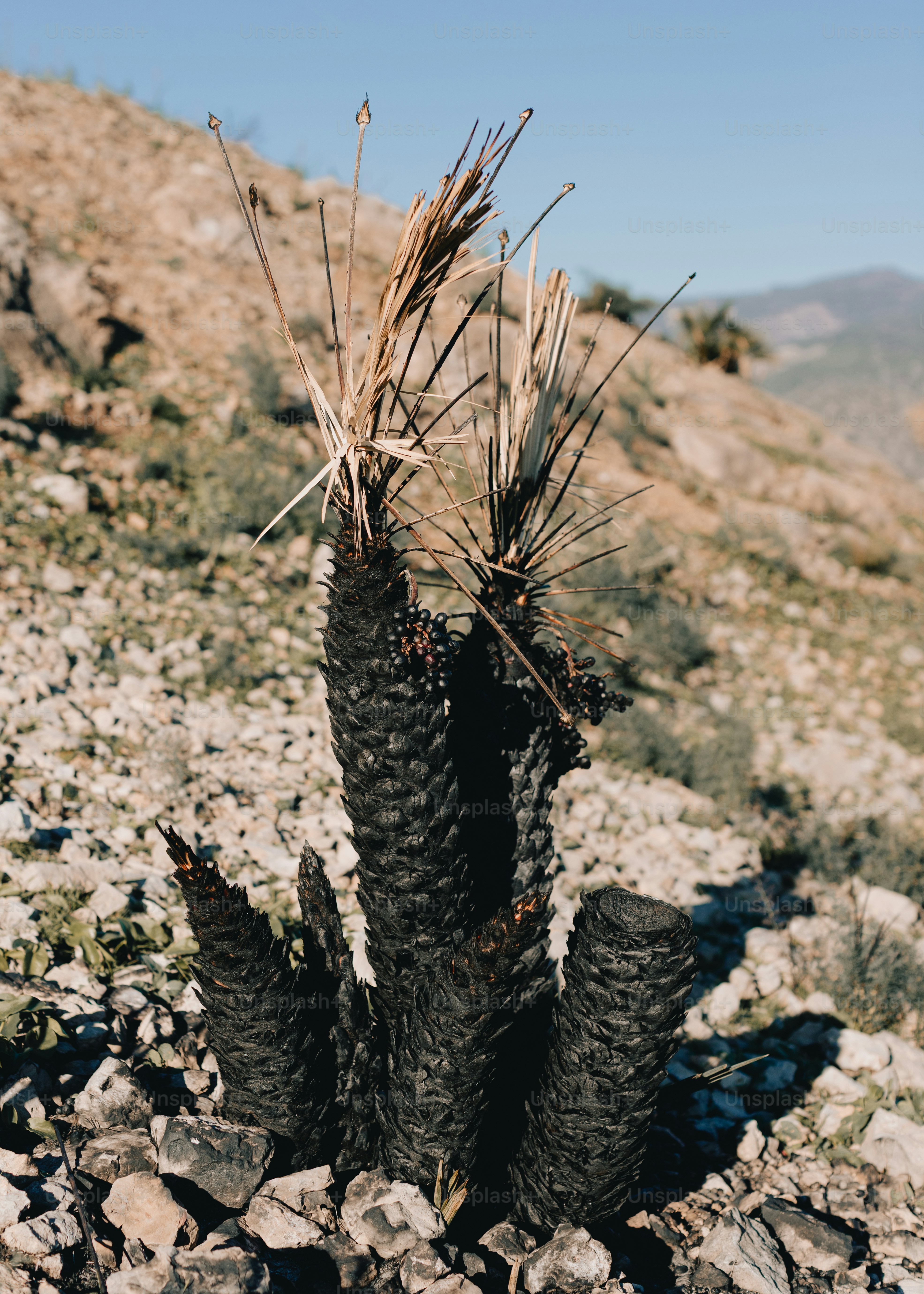 A burnt palm tree in a rocky, arid landscape.