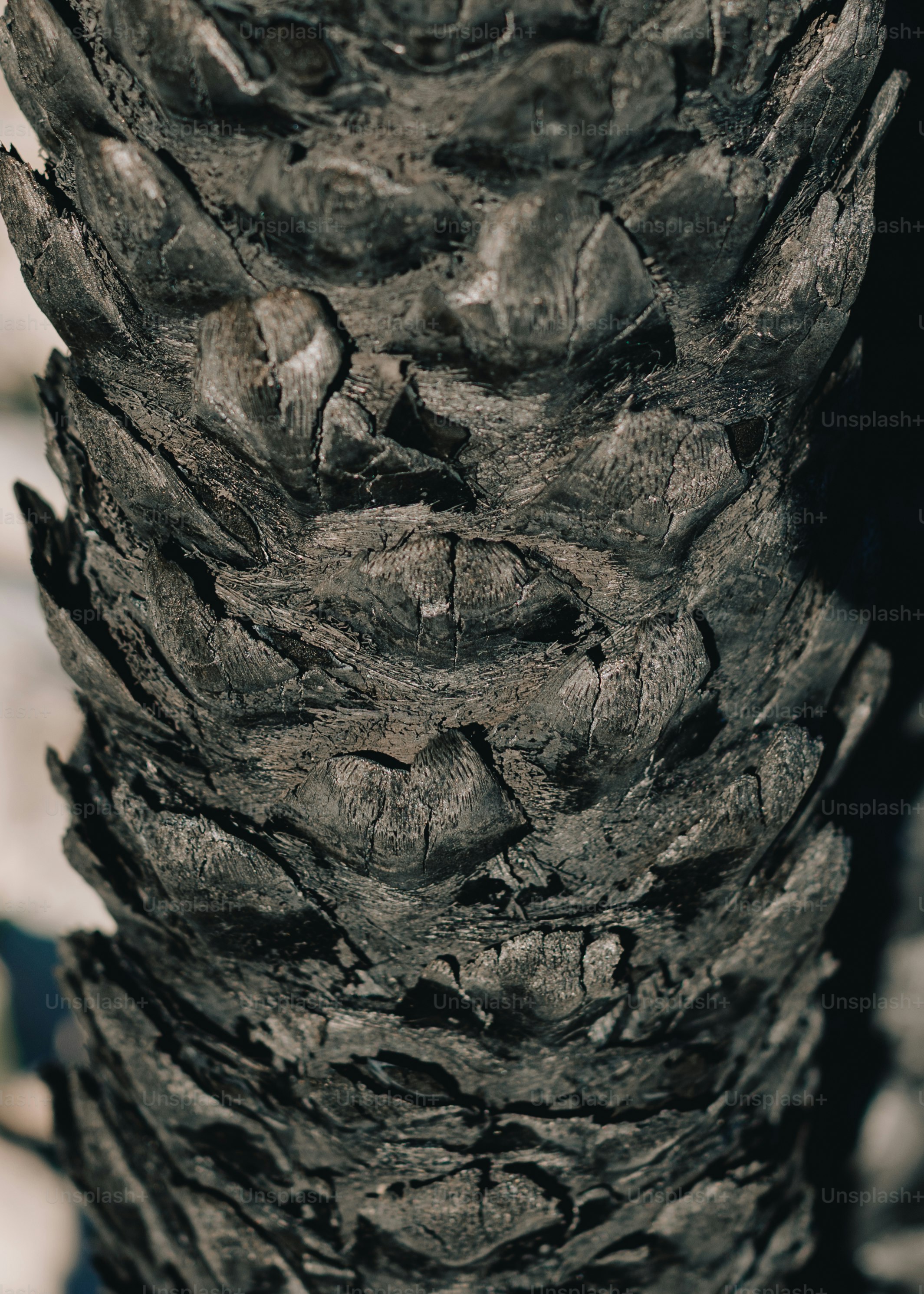 Close-up of rough, textured palm tree trunk