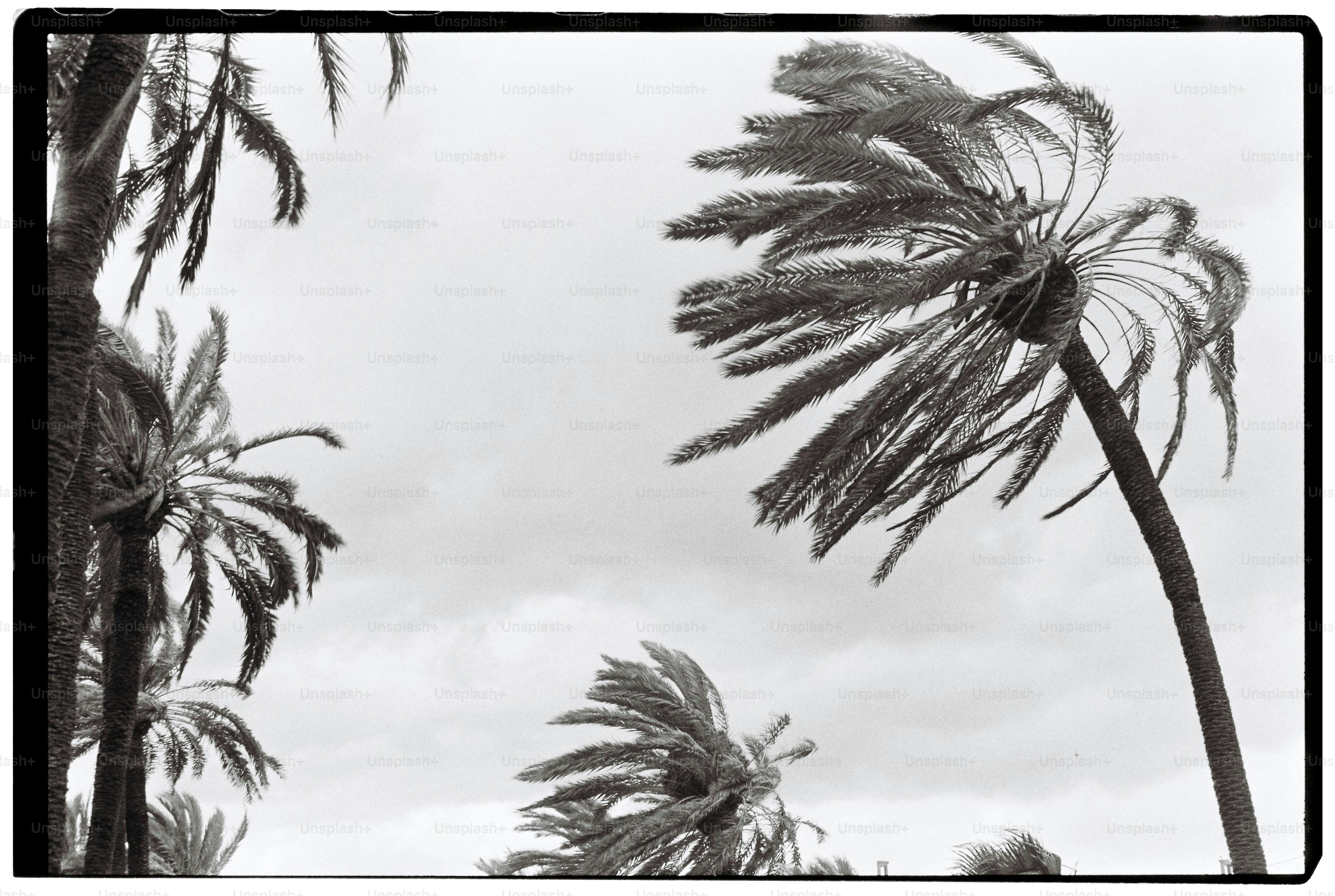 Palm trees blowing in the wind against a cloudy sky.