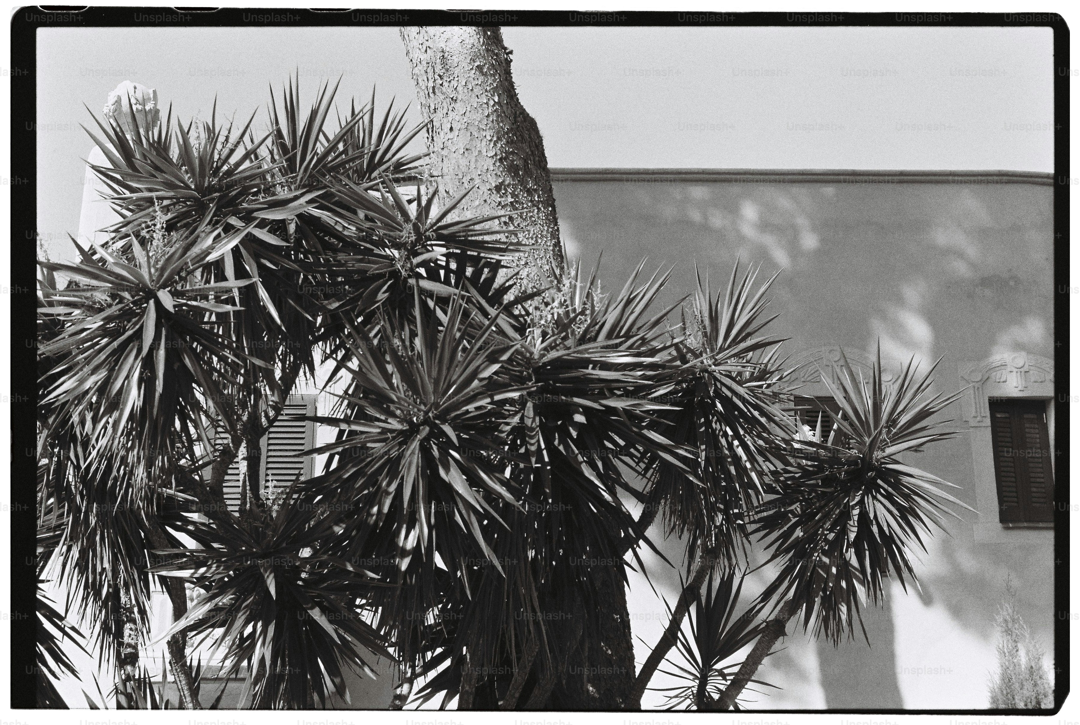 Spiky plant in front of a building