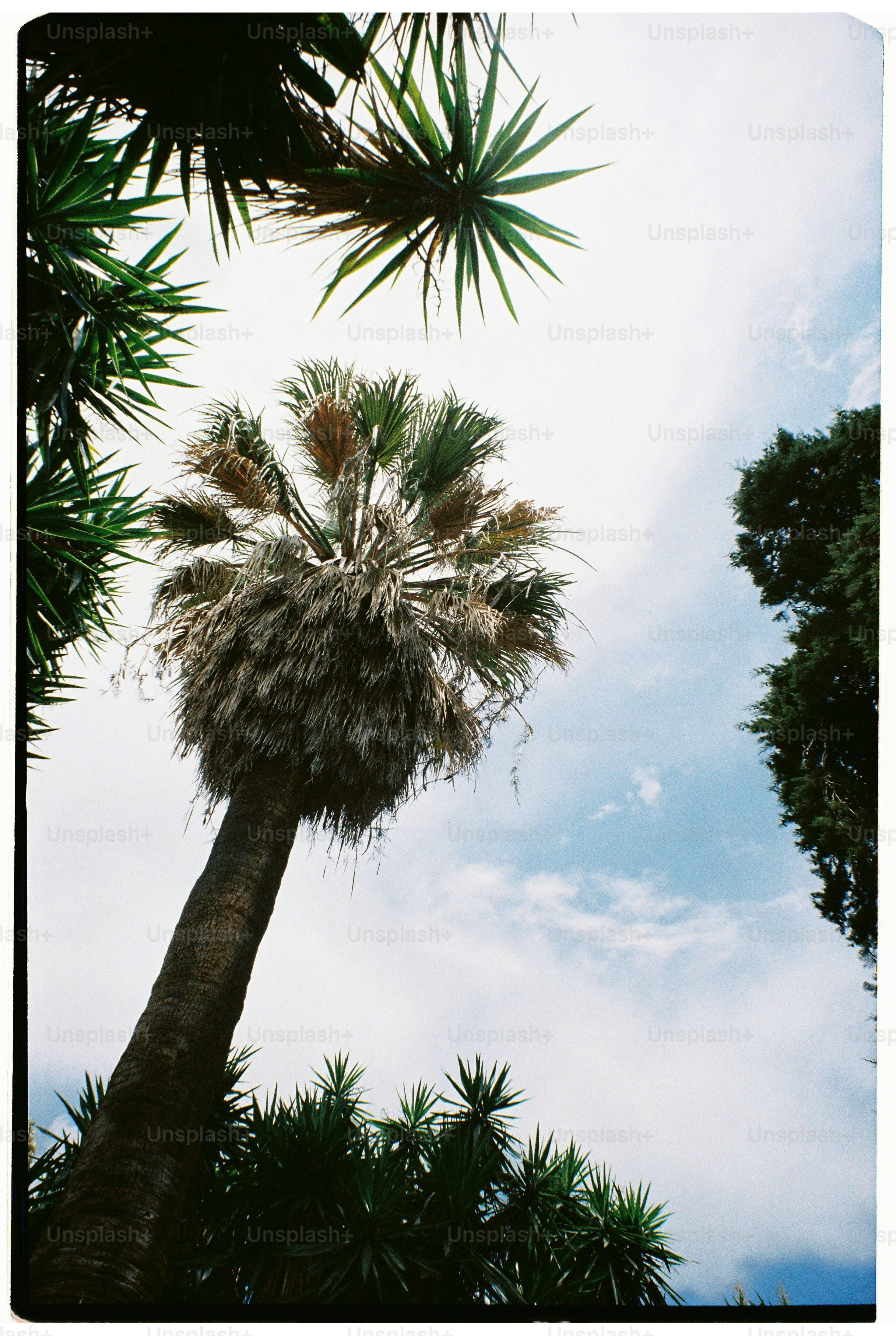 Un grand palmier contre un ciel nuageux.