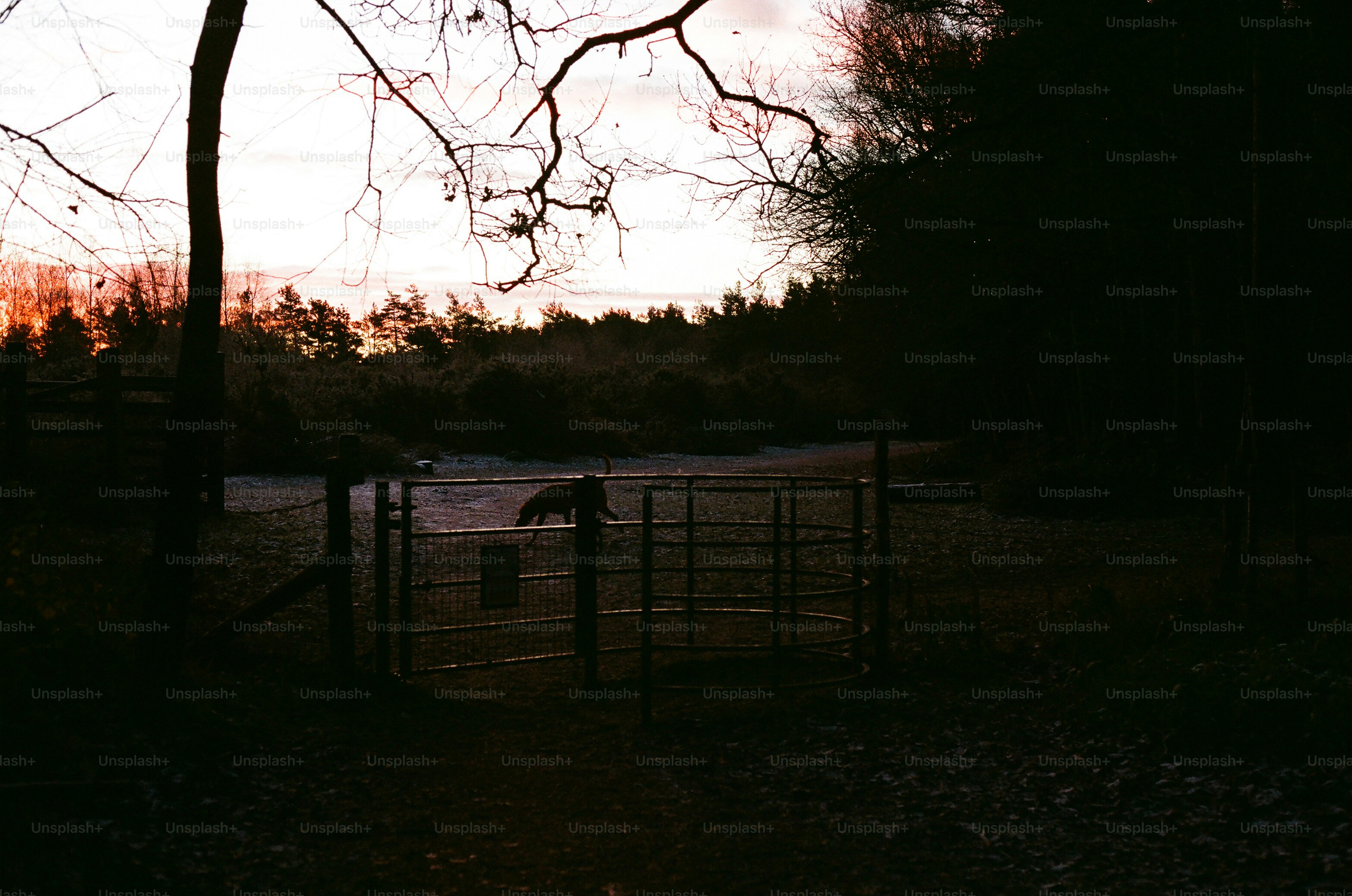 Dark field with a gate and silhouetted trees at dusk