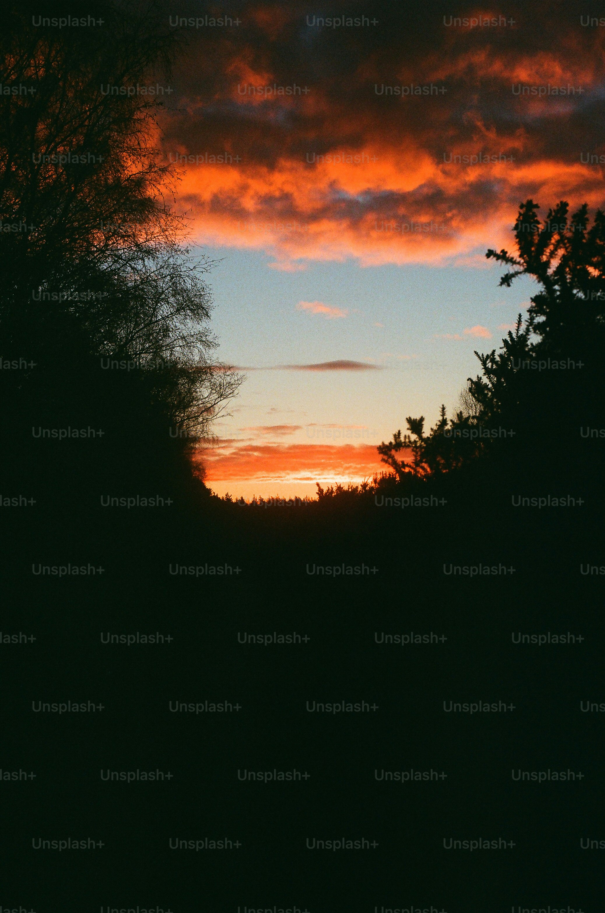 Fiery sunset sky framed by dark trees.