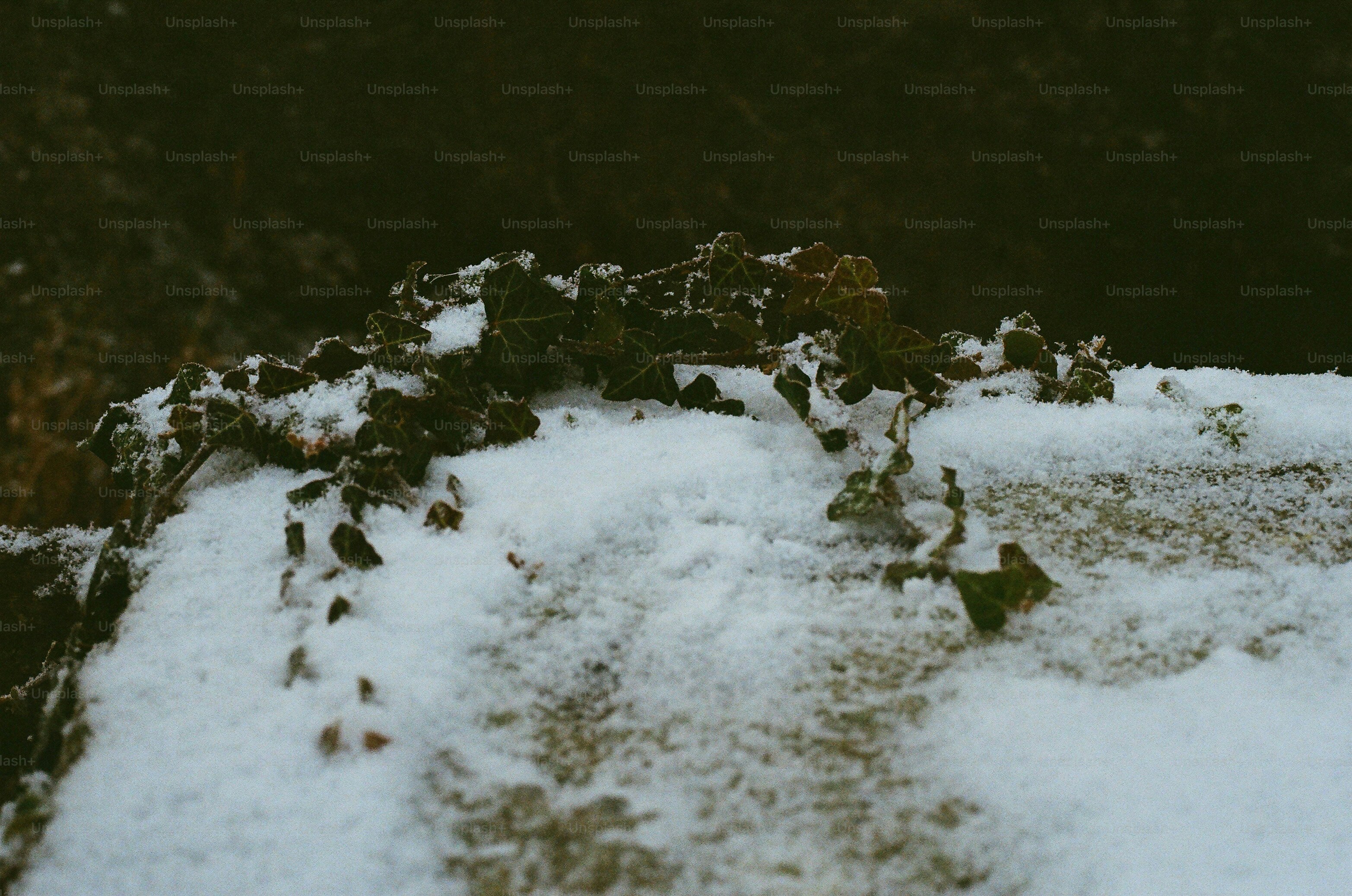 Snow covered ground with dark foliage