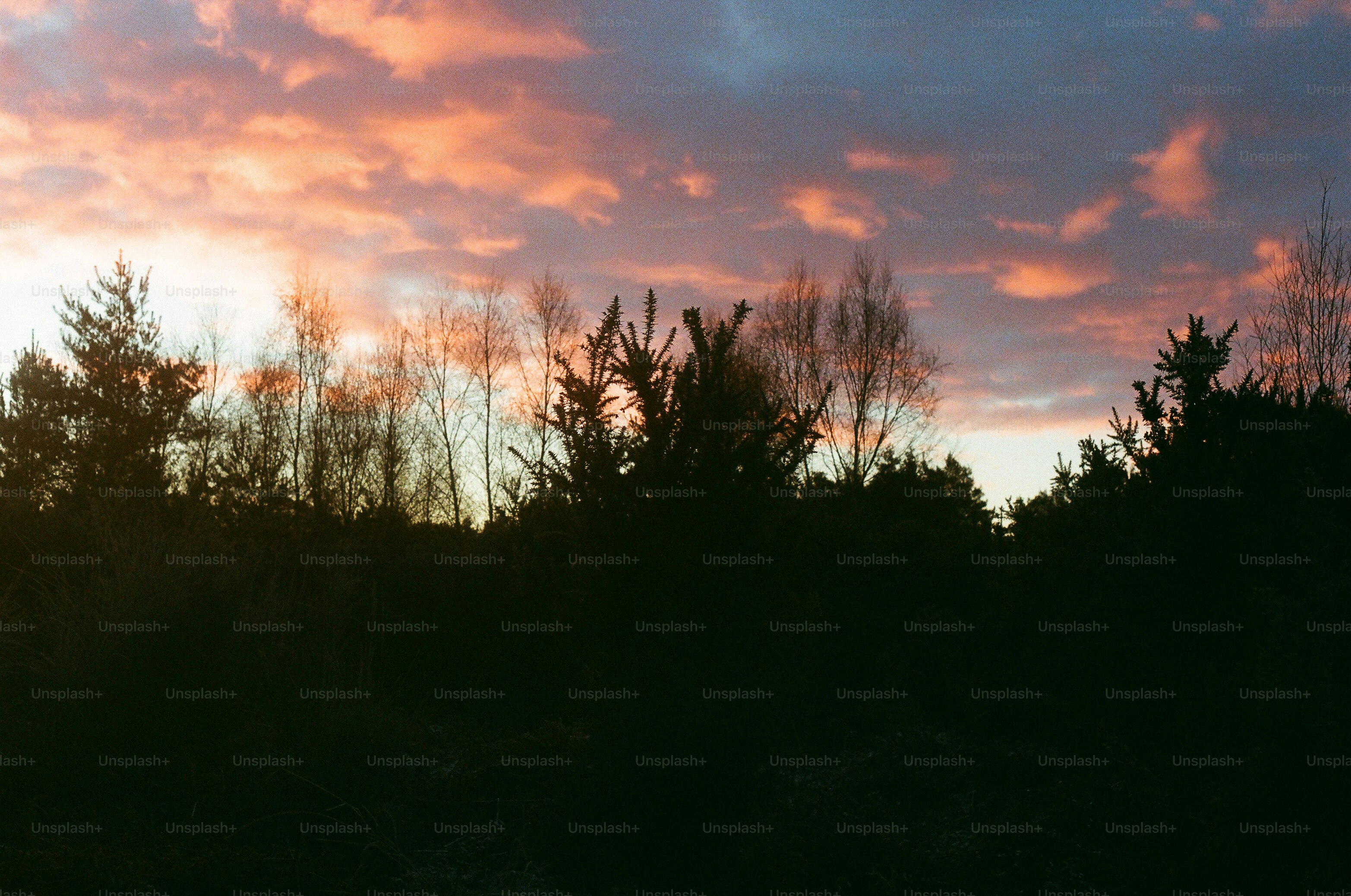 Pink clouds in the sky at sunset over trees.