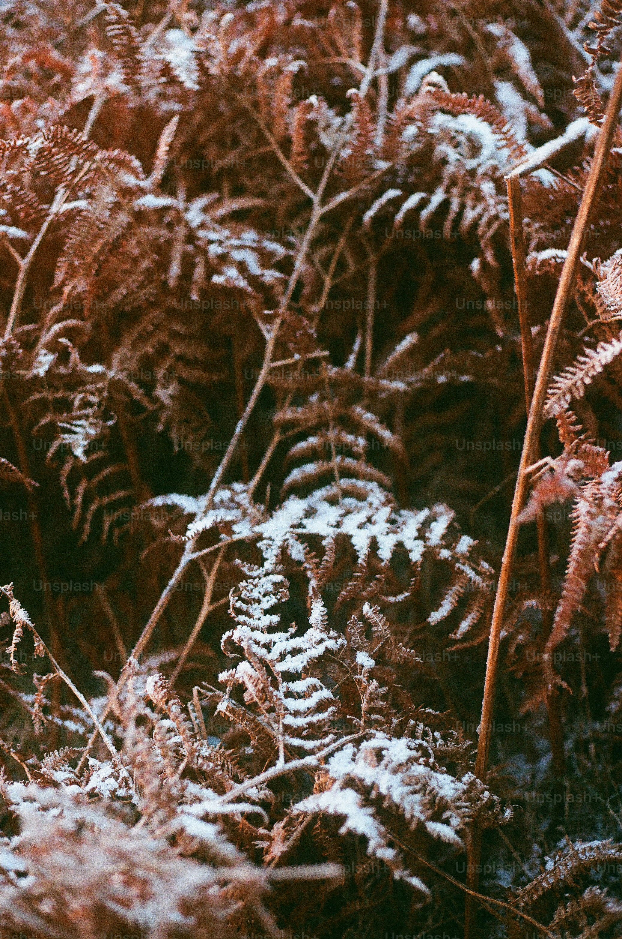 Samambaias marrons cobertas por uma leve camada de neve.