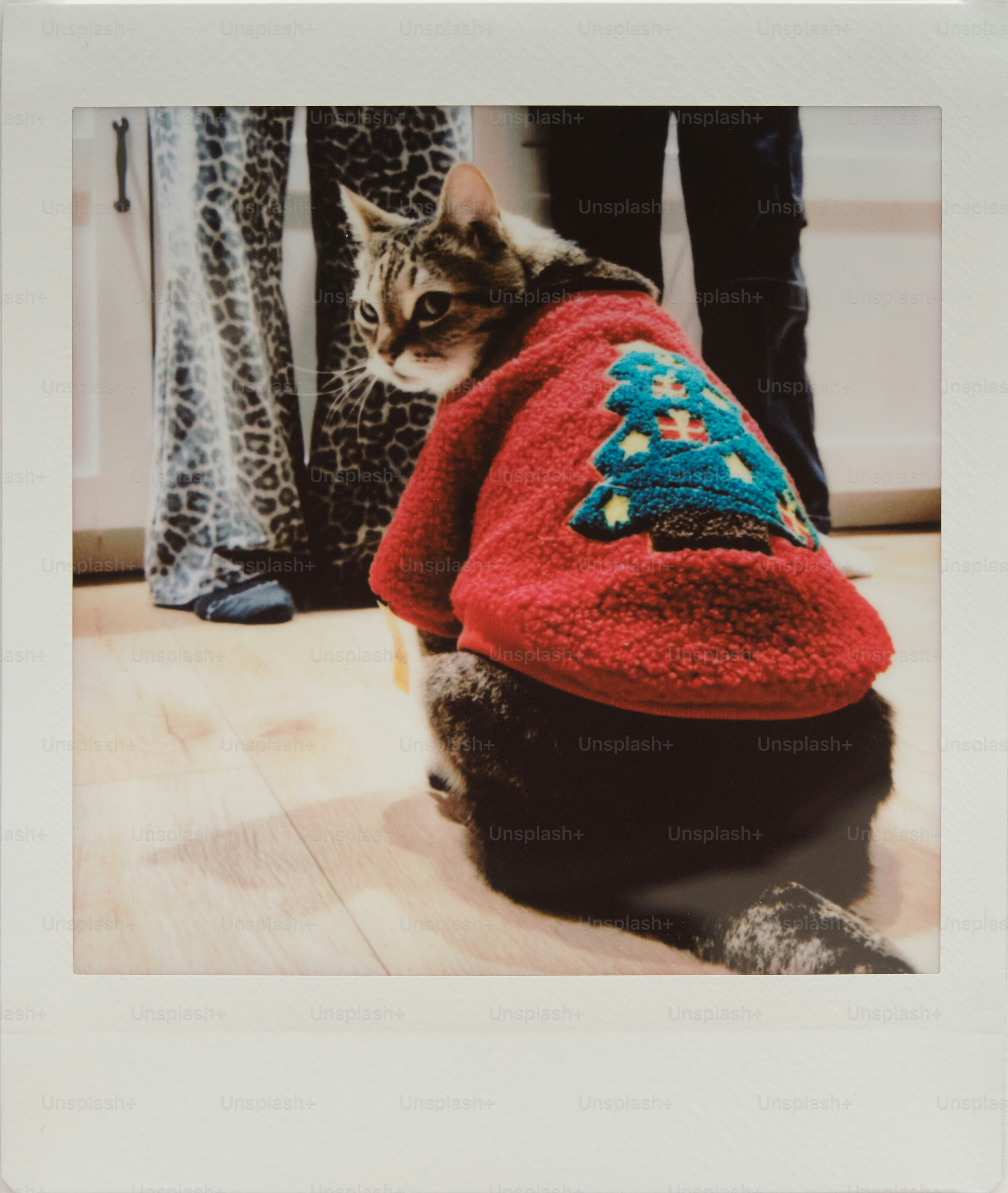 A cat wearing a red christmas sweater with a tree.