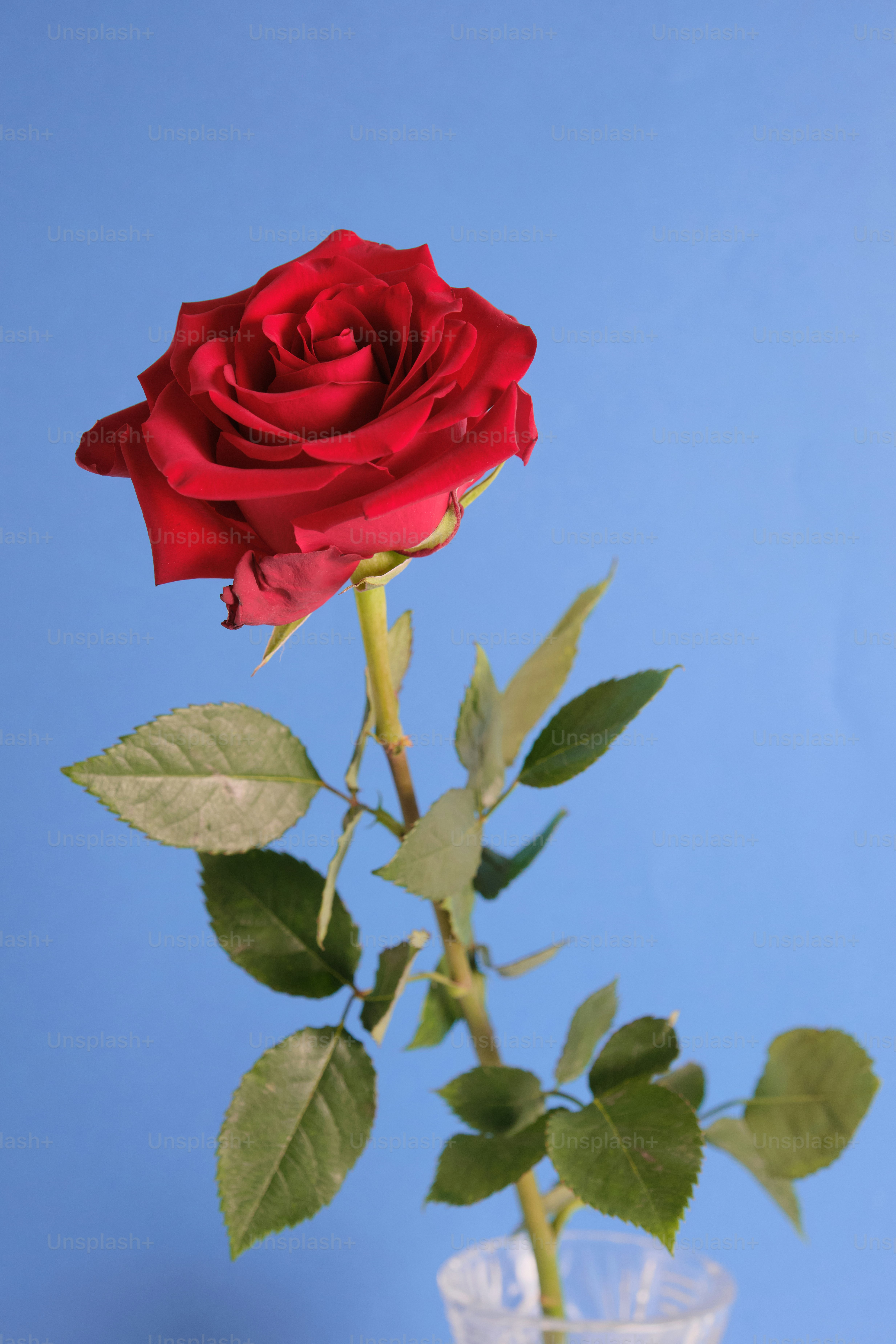 A single red rose with green leaves on blue background photo – Flower ...