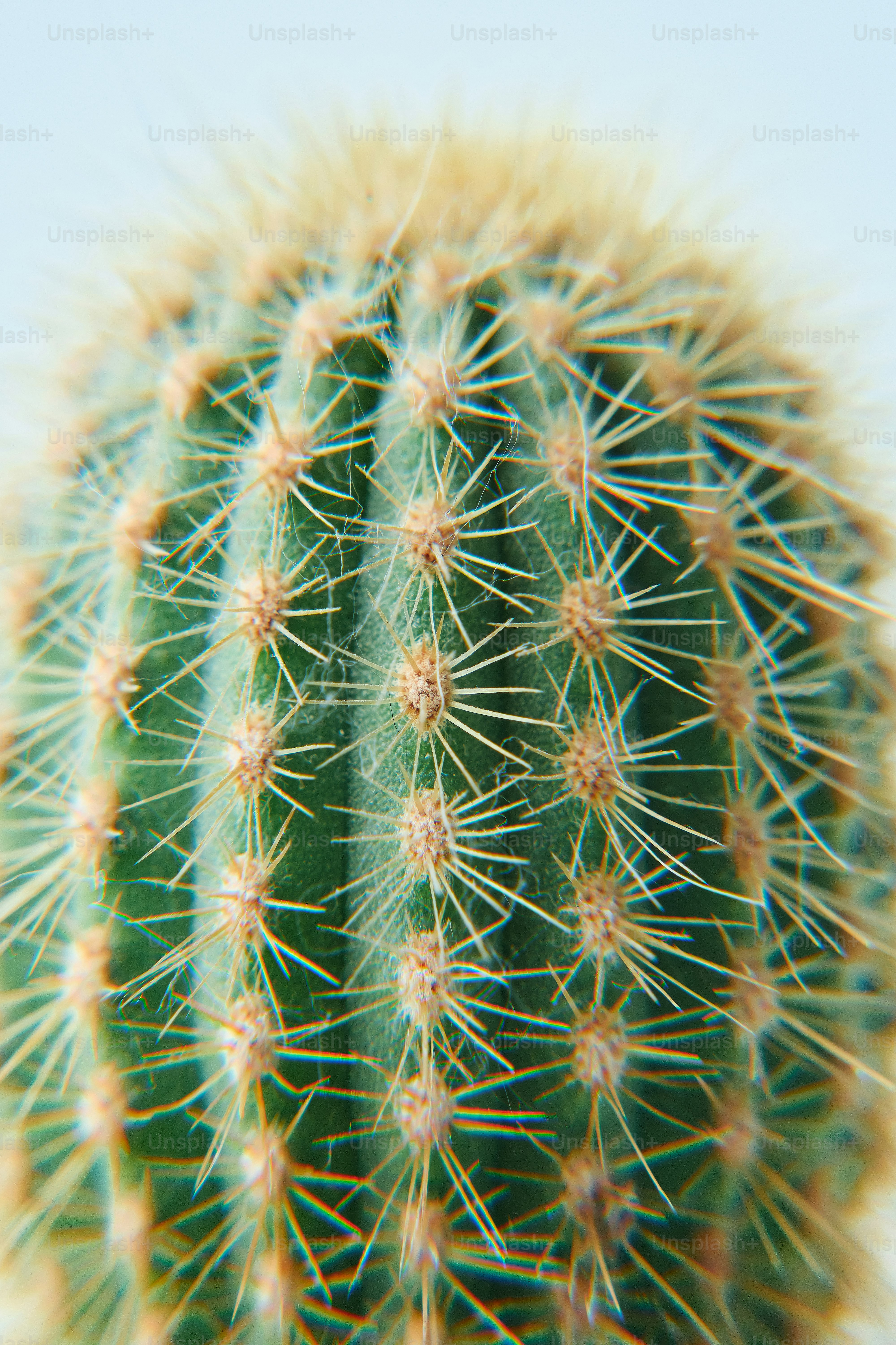 Close-up of a green cactus with sharp spines.